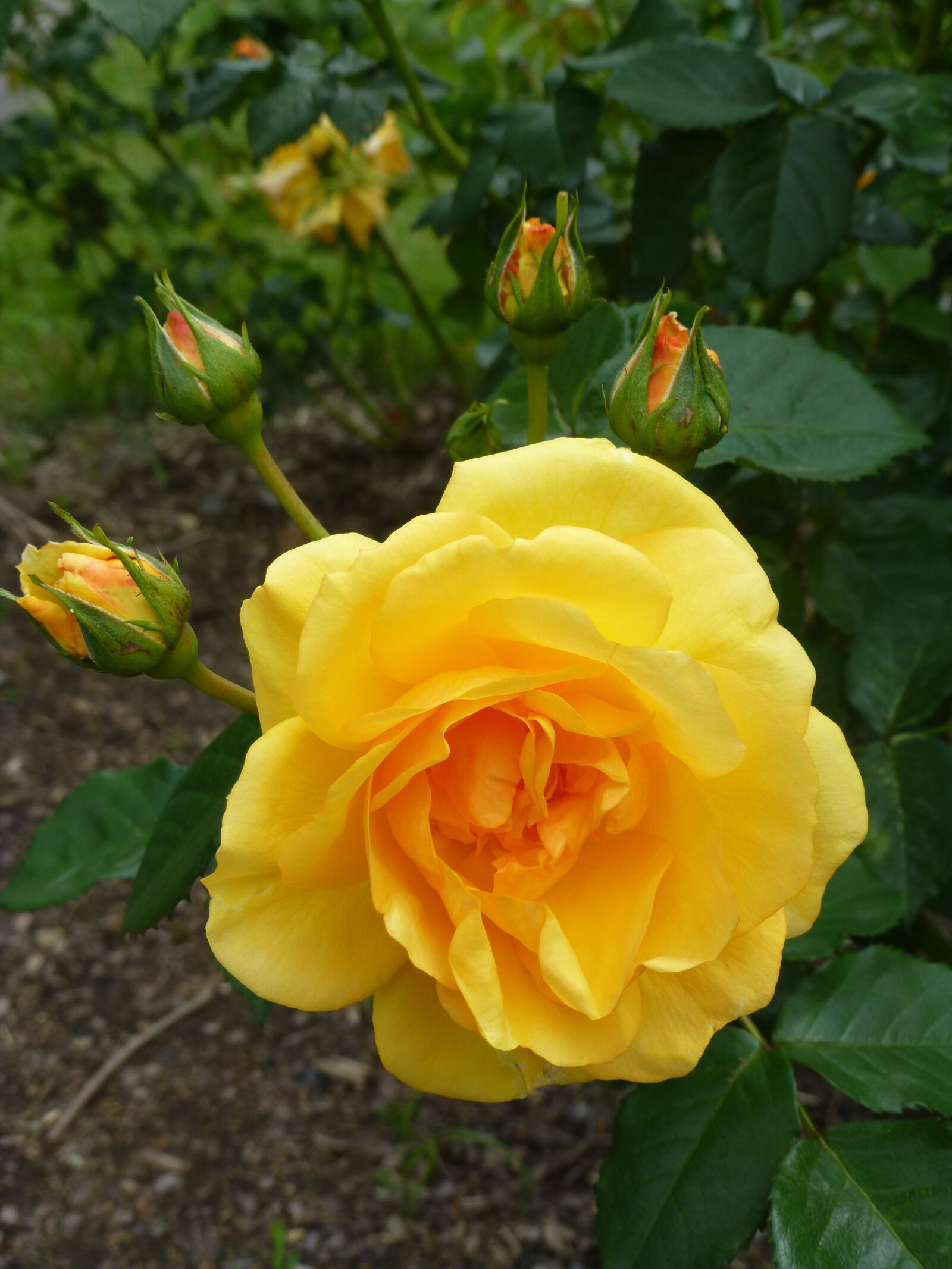 Panasonic DMC-TZ31 sample photo. Yellow rose, flower, garden photography