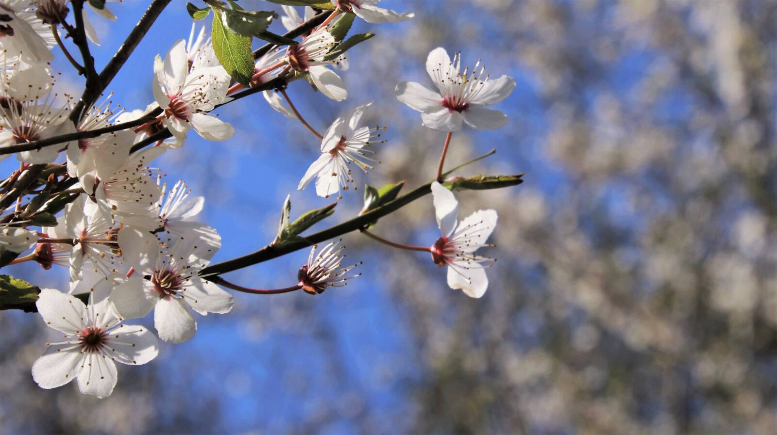 Canon EOS 80D sample photo. Flowering, the petals, the photography
