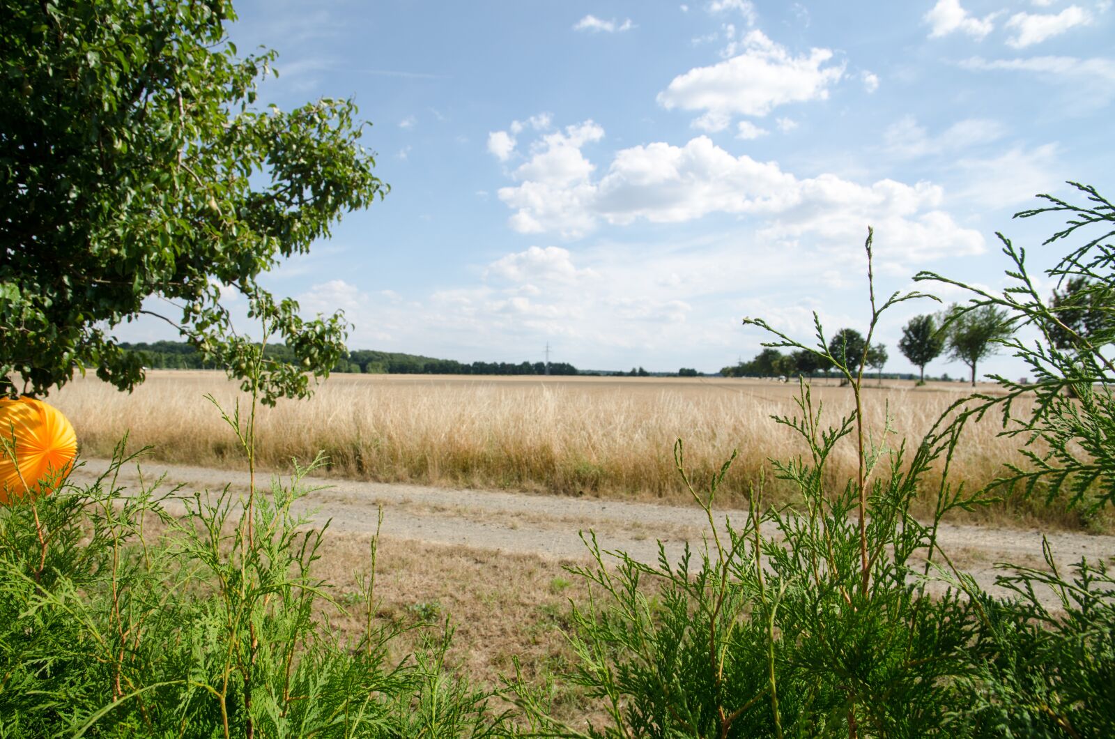 Nikon D7000 sample photo. Field, summer, meadow photography