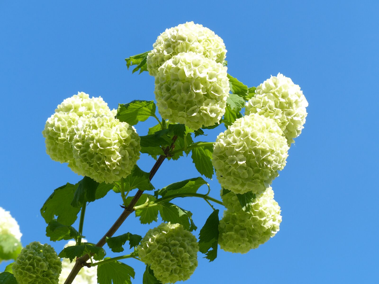 Panasonic Lumix DMC-FZ200 sample photo. Hydrangea, snow ball, white photography