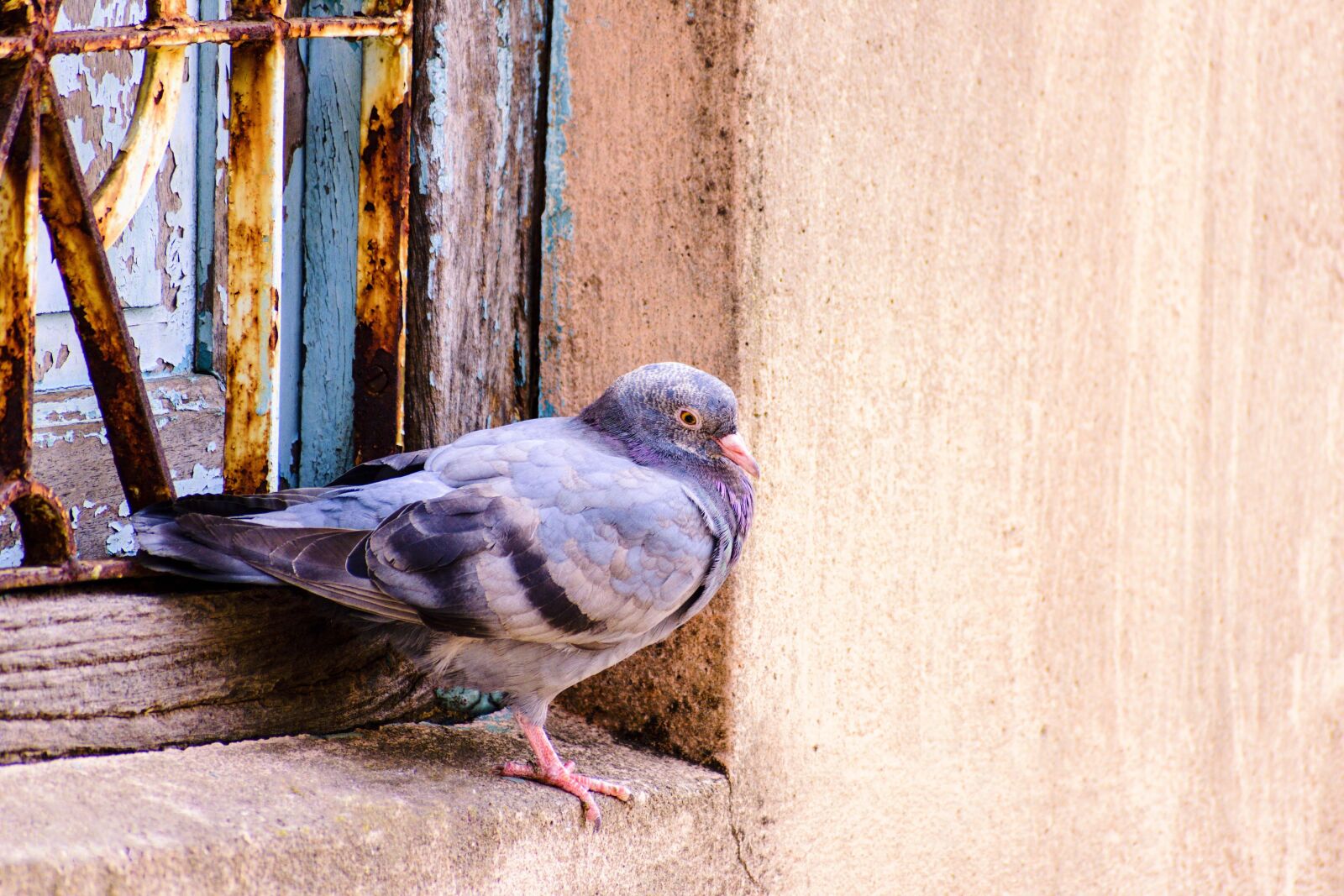 Nikon D3400 sample photo. Feather, bird, wing photography