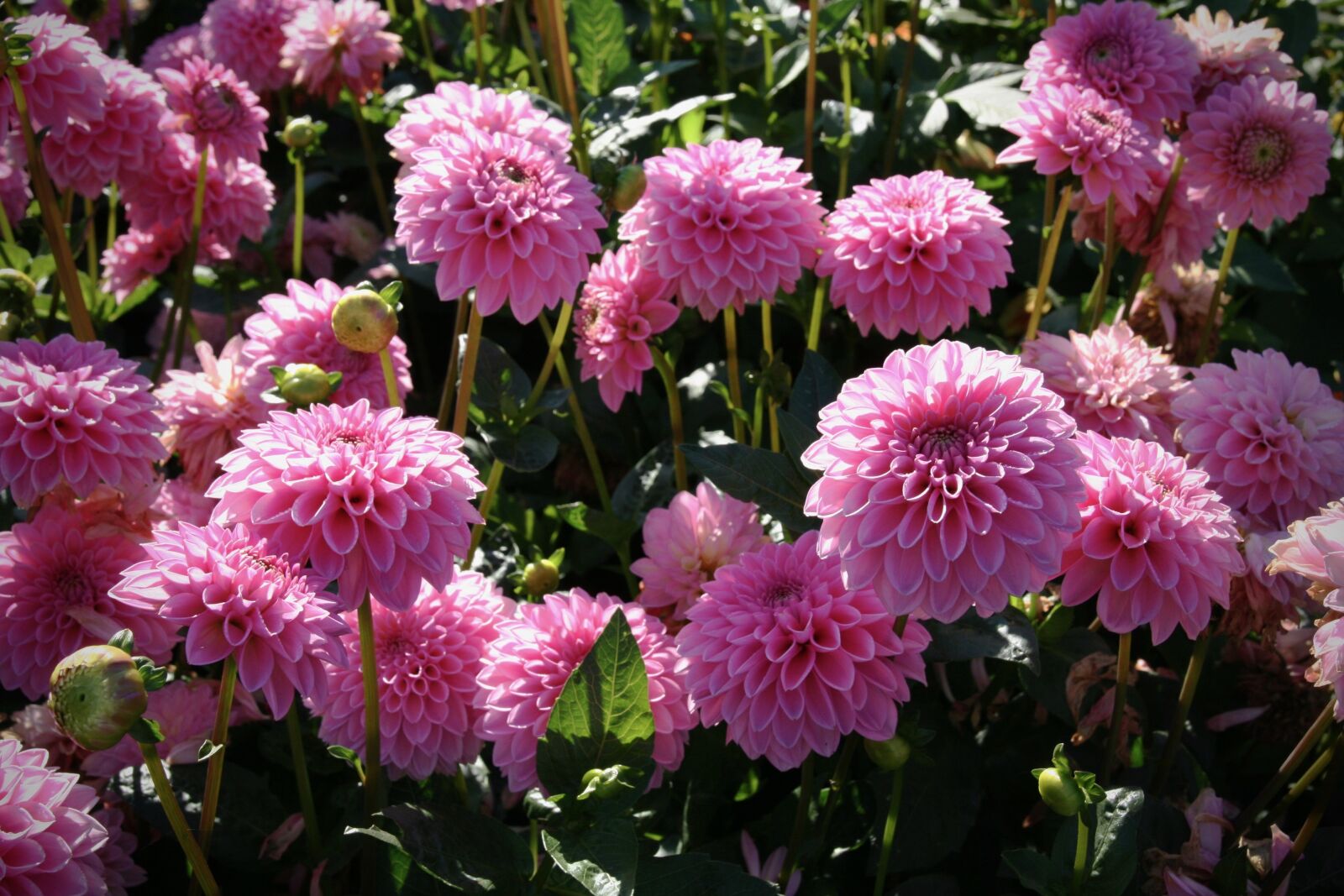 Canon EOS 400D (EOS Digital Rebel XTi / EOS Kiss Digital X) sample photo. Dahlias, flowers, pink photography
