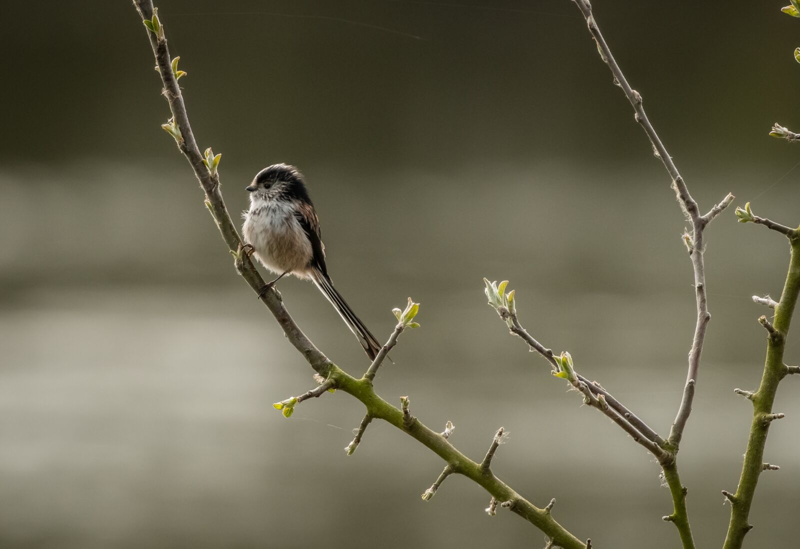 Nikon D500 sample photo. Bird, long tailed tit photography