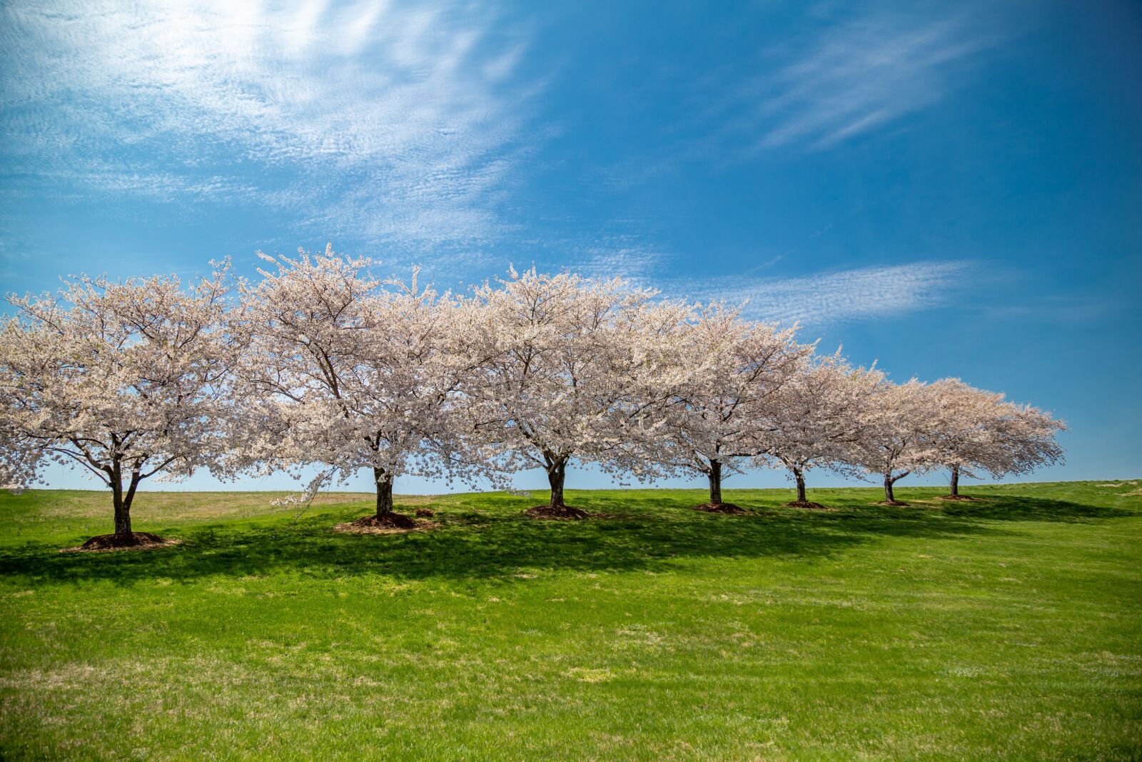 Canon EOS 6D + Canon EF 24-105mm F4L IS USM sample photo. Cherry blossoms, background, spring photography