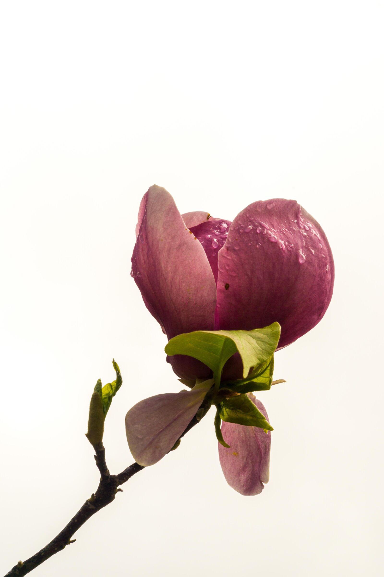 Sony a6000 + Sony E PZ 18-105mm F4 G OSS sample photo. Nature, flower, plant photography
