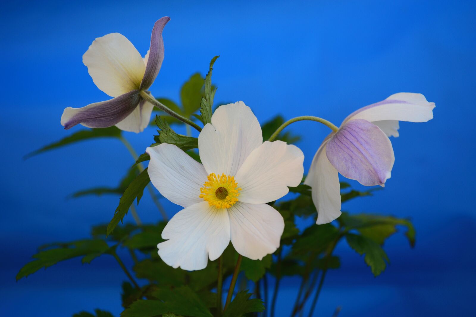 Nikon D3200 sample photo. Anemone, white, flower photography