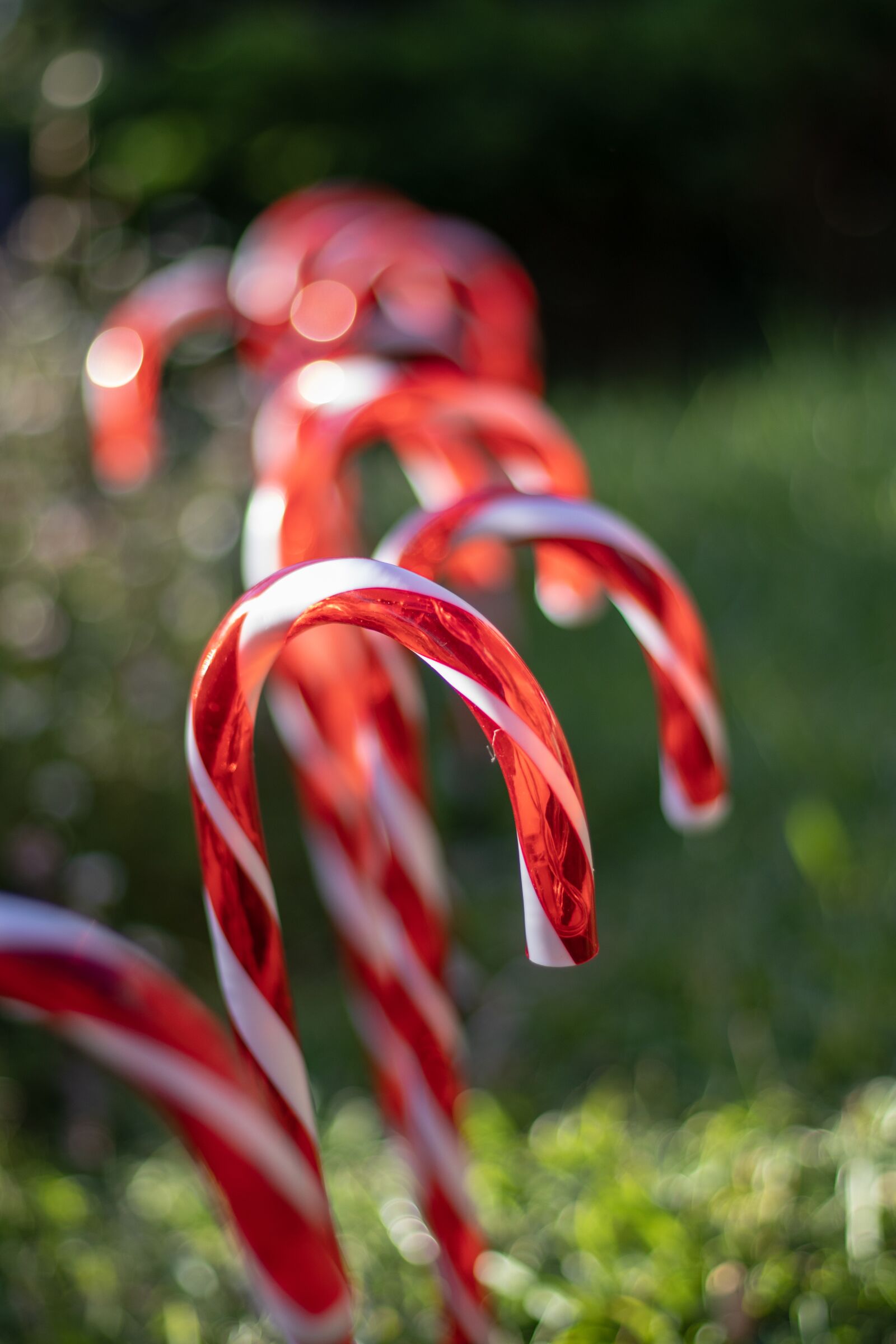Canon EOS 200D (EOS Rebel SL2 / EOS Kiss X9) + Canon EF 50mm F1.8 STM sample photo. Candy cane, christmas, garden photography