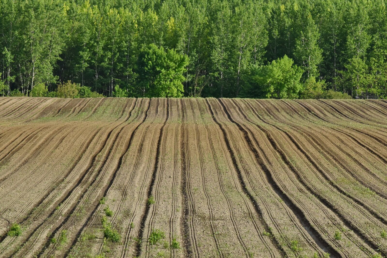 Nikon D5500 sample photo. Agricultural, field, hillside, soil photography