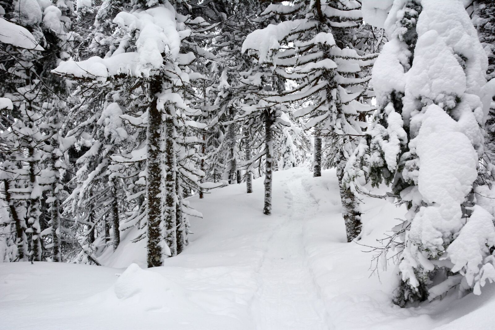 Nikon D7100 sample photo. Winter, snow, nature photography
