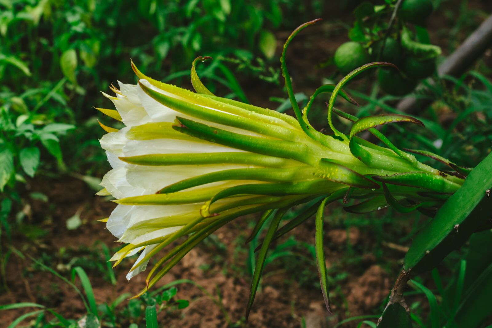 Canon EOS 700D (EOS Rebel T5i / EOS Kiss X7i) + Canon EF 50mm F1.8 STM sample photo. Thorns, dragon fruit, fruit photography