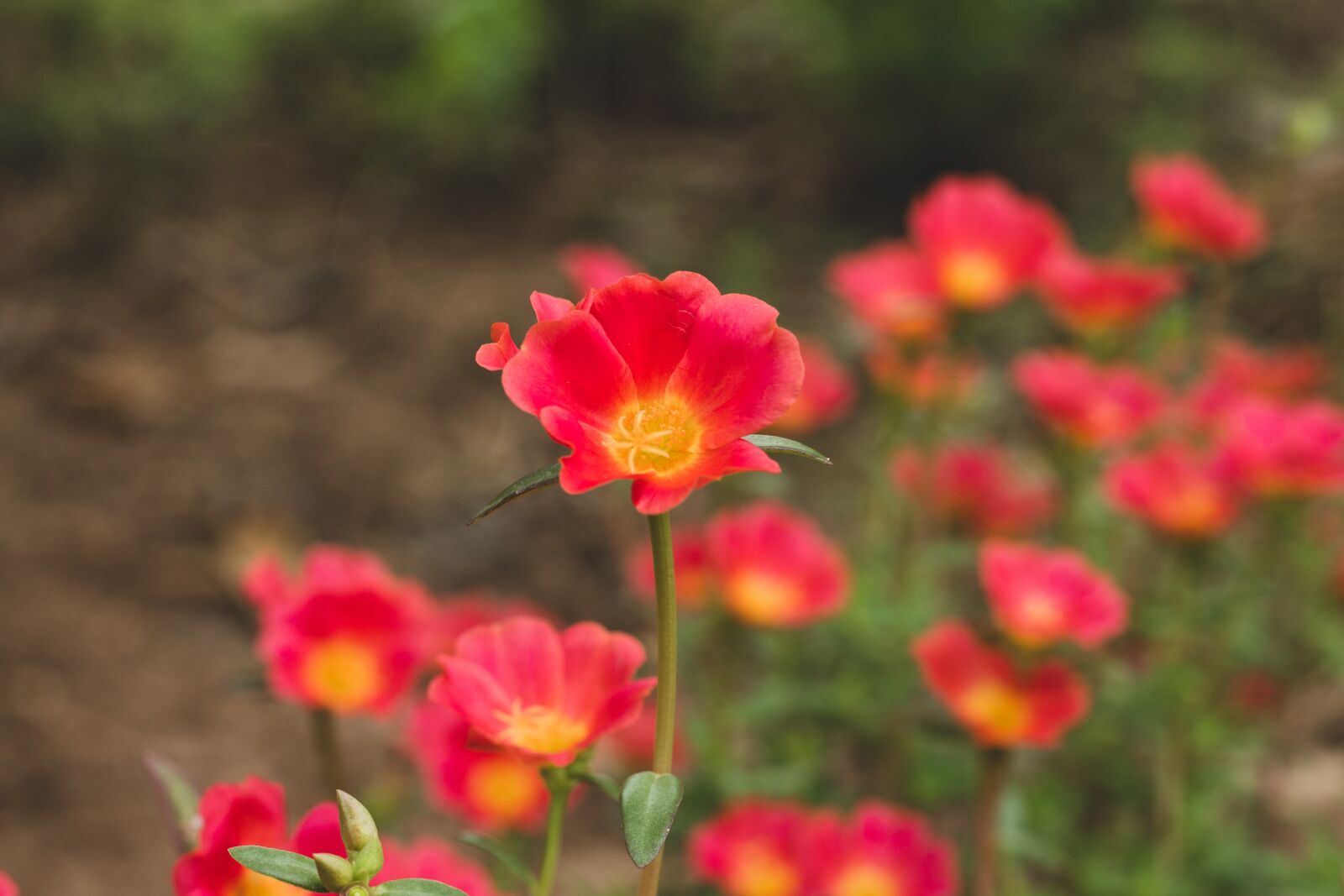 Canon EOS 700D (EOS Rebel T5i / EOS Kiss X7i) + Canon EF 50mm F1.8 STM sample photo. Liliales, flower, flowers photography