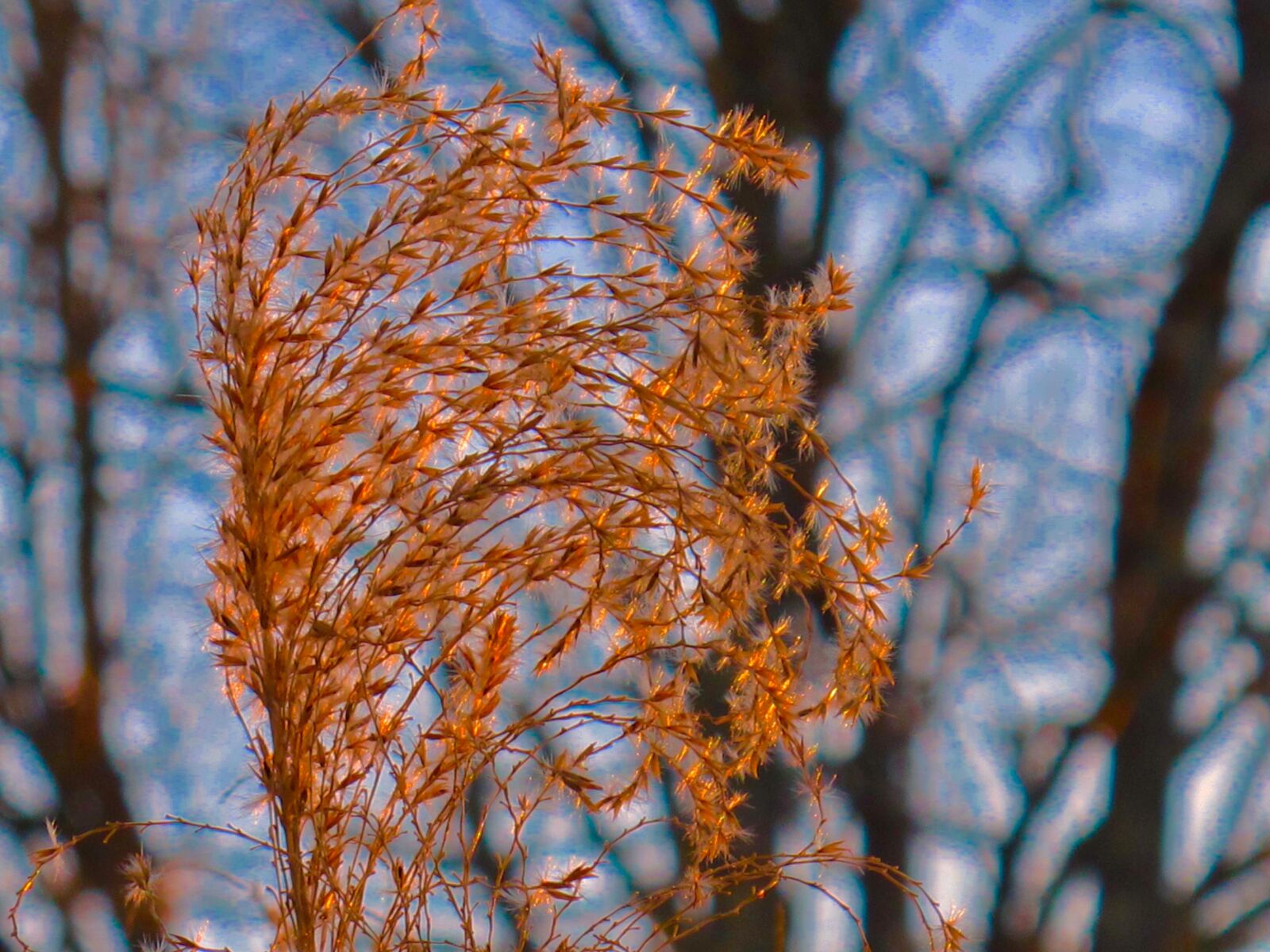 Canon PowerShot G12 sample photo. Weed, close-up, nature photography