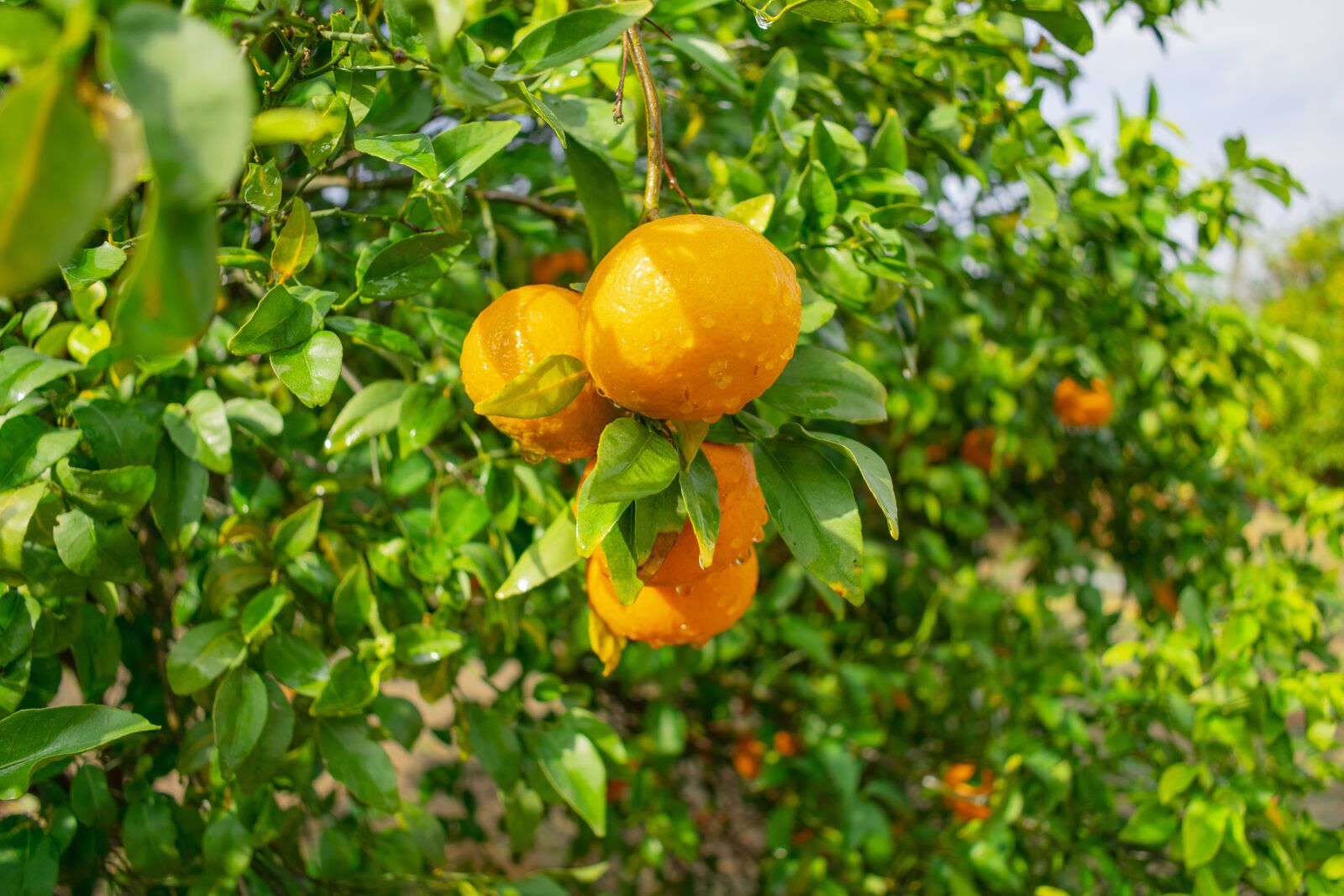 Nikon D3400 sample photo. Orange, landscape, yellow photography