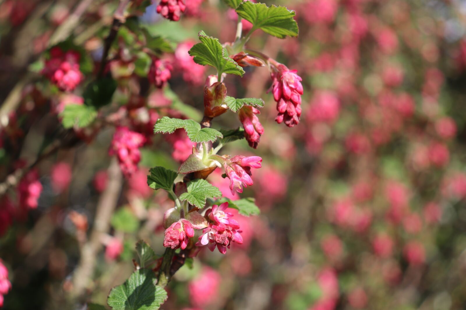 Canon EOS 200D (EOS Rebel SL2 / EOS Kiss X9) sample photo. Nature, tree, flower photography