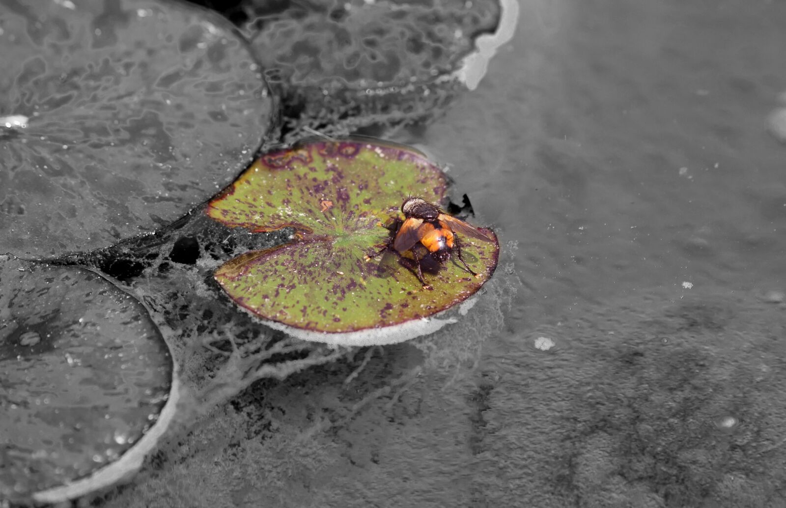 Nikon D3300 sample photo. Insect, nature, insects photography