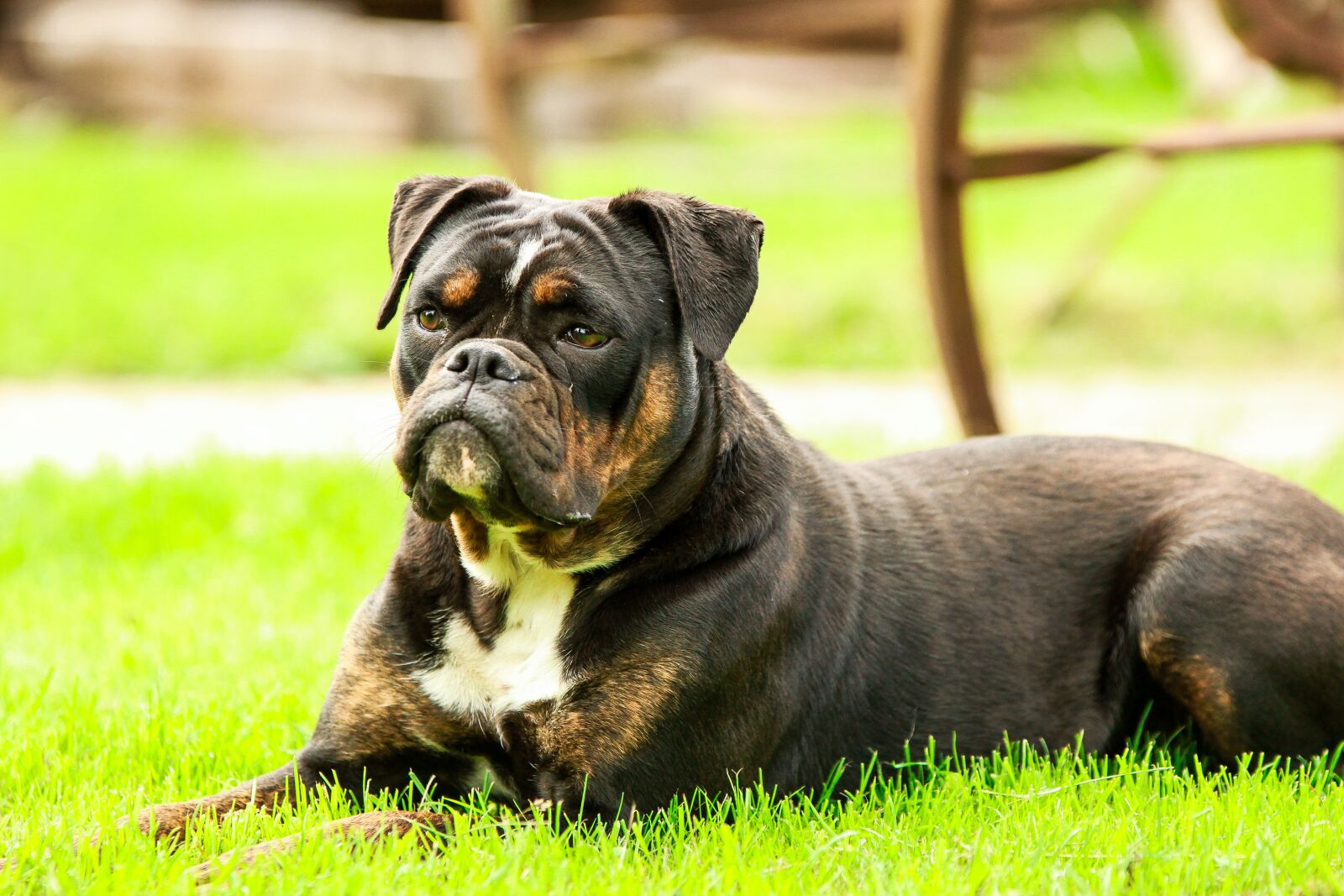 Canon EOS 7D sample photo. Dog, dogs, bulldog photography