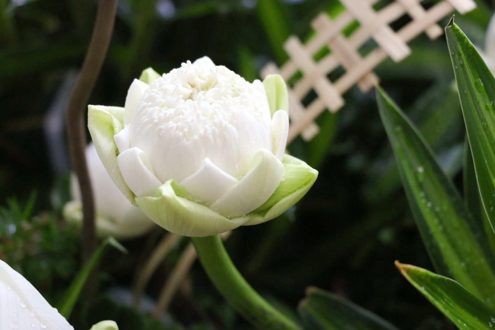 Canon EOS 70D sample photo. Flower, lotus, nice photography