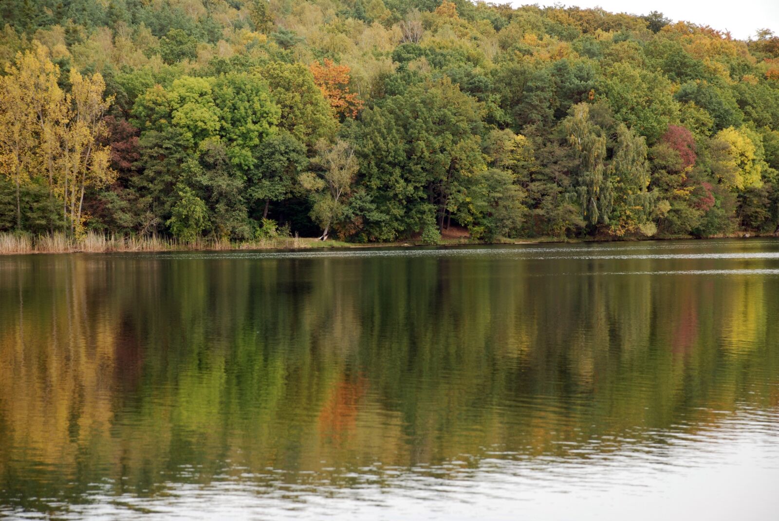 Nikon D80 sample photo. Autumn, potsdam, lake photography