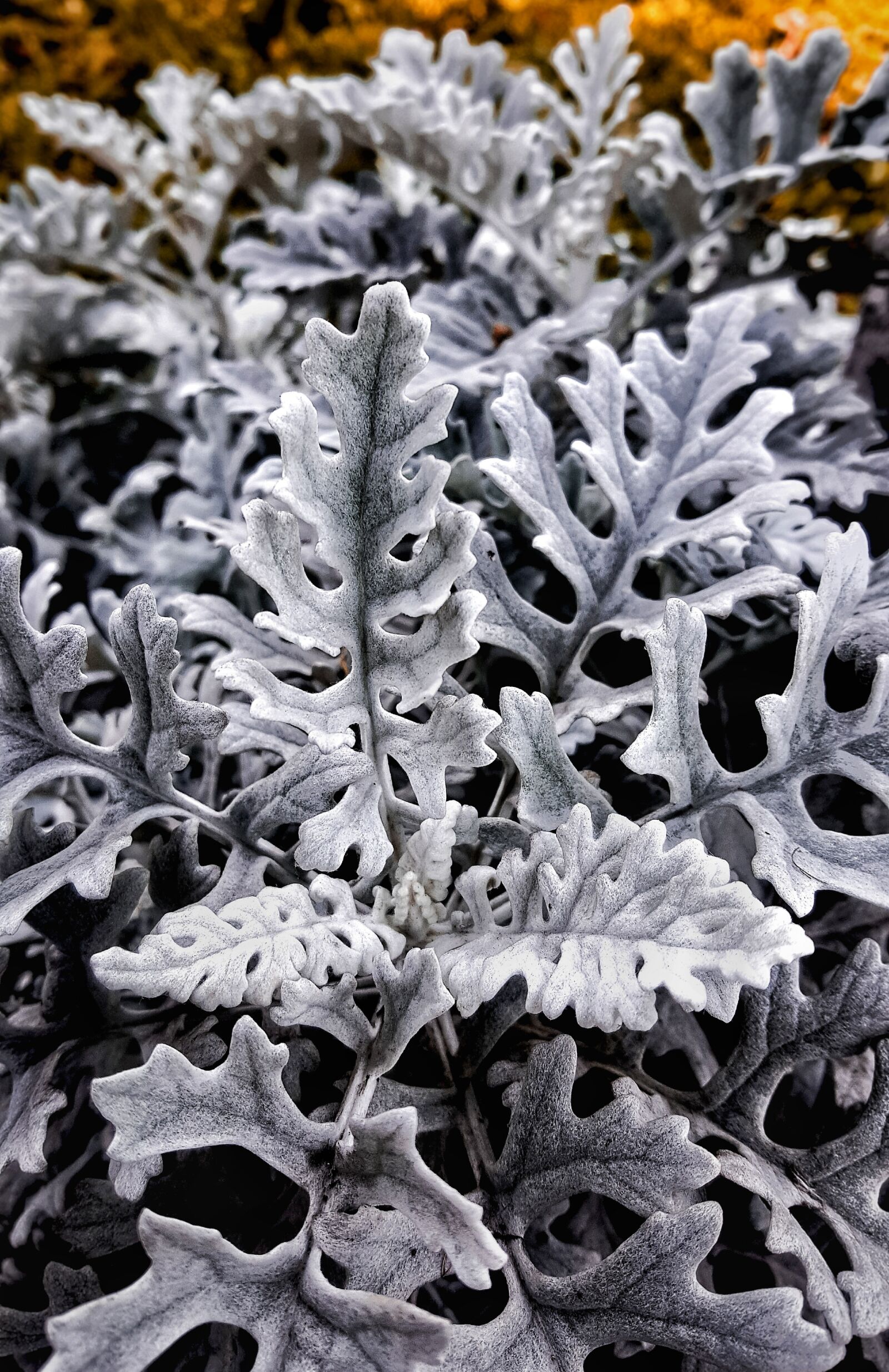 Samsung GALAXY S6 edge sample photo. Flower, leaf, plant photography