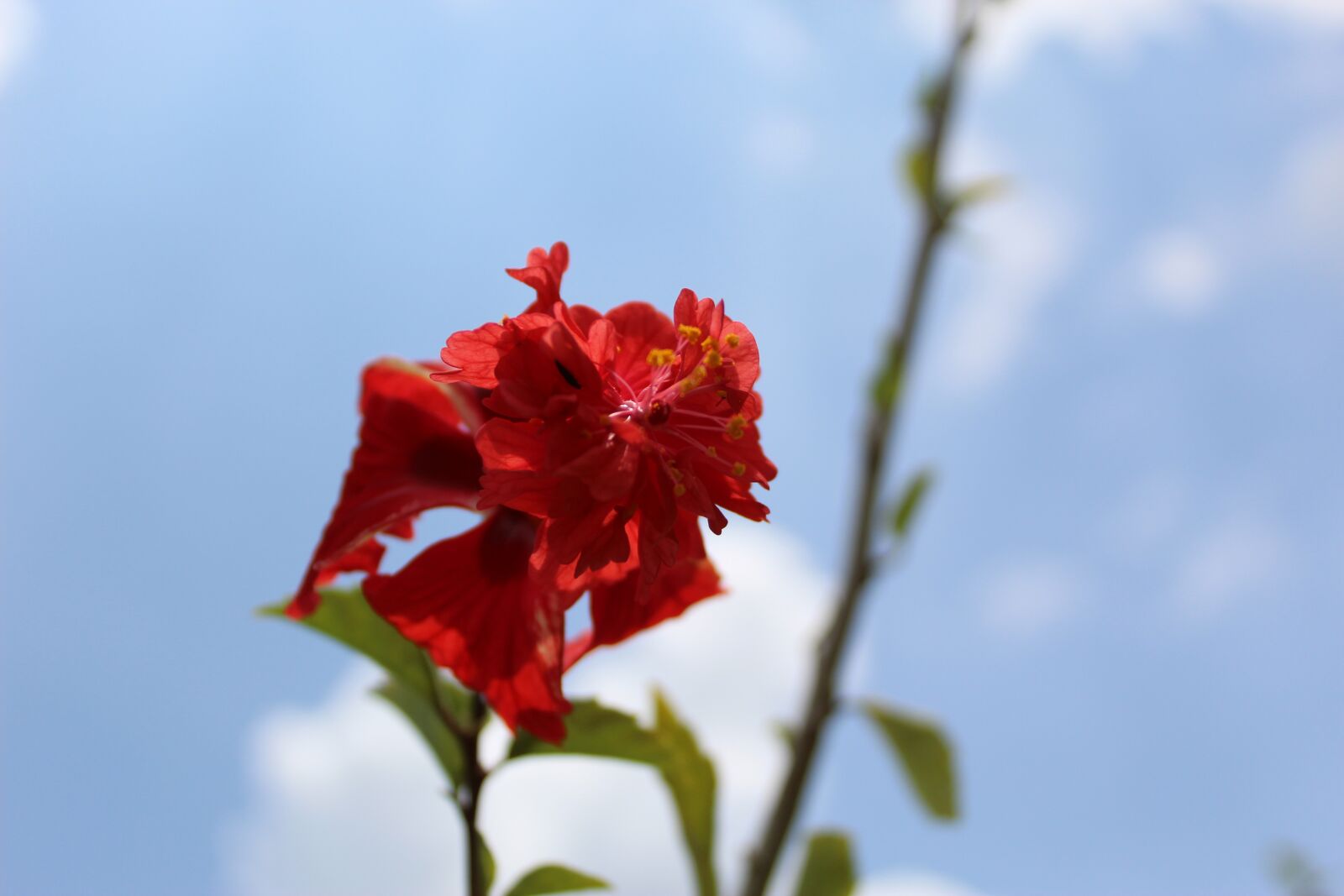 Canon EOS 1300D (EOS Rebel T6 / EOS Kiss X80) sample photo. Flower, red, bloom photography