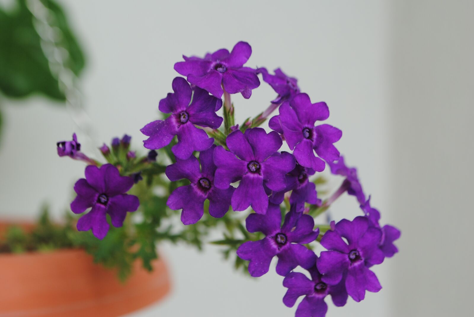 Nikon D3000 sample photo. Flower, nature, spring photography