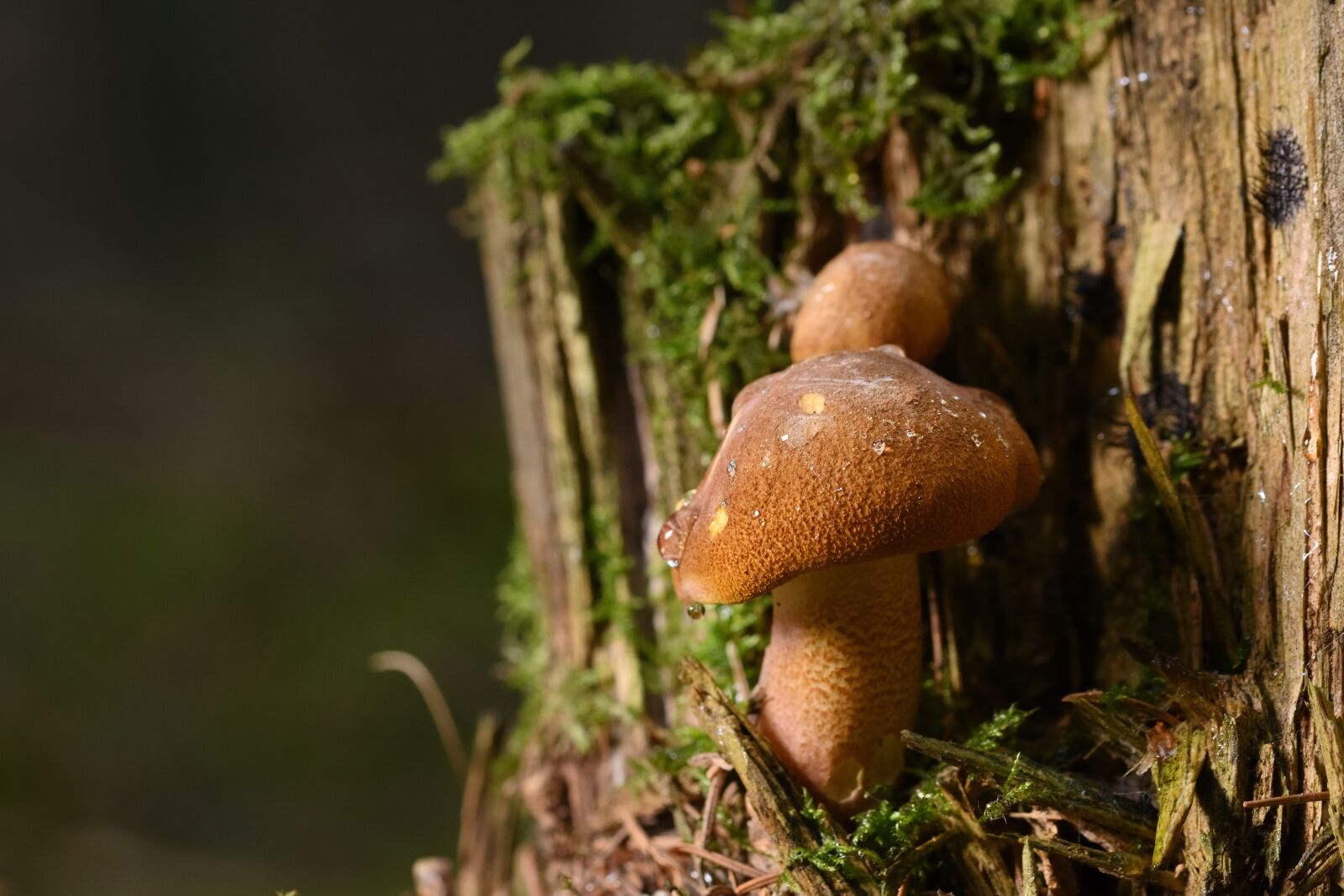 Nikon D5200 sample photo. Mushroom, small mushroom, moss photography
