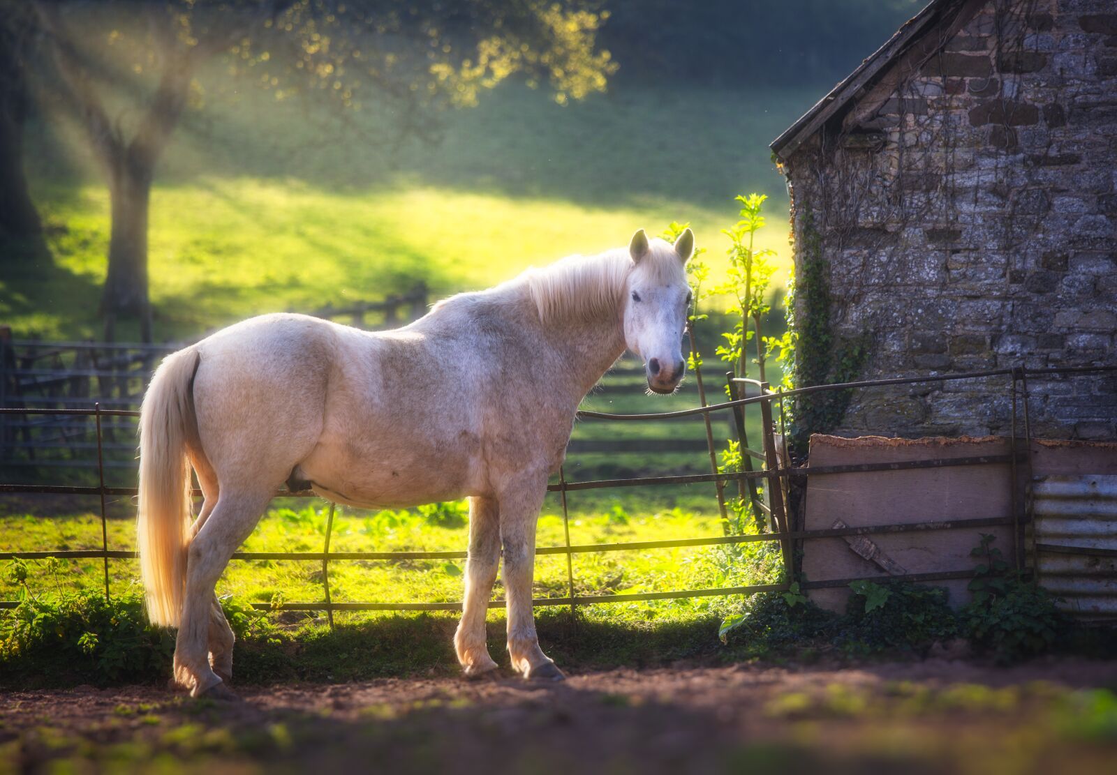 Canon EOS 5D Mark III + Canon EF 70-200mm F4L IS USM sample photo. Horse, sunlight, warm photography