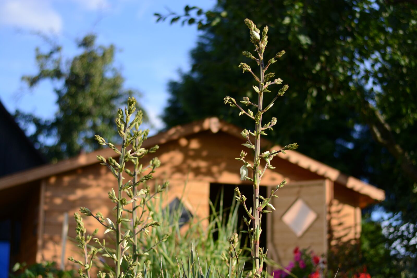 Nikon D7100 sample photo. Yucca, white, flower photography