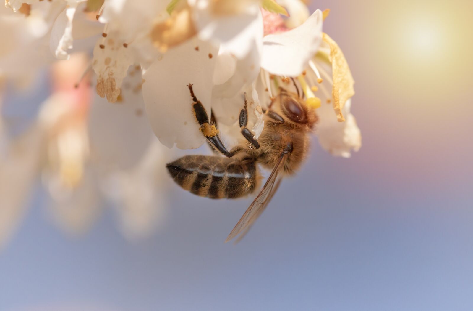 Canon EOS 750D (EOS Rebel T6i / EOS Kiss X8i) sample photo. Bee, honey bee, insect photography