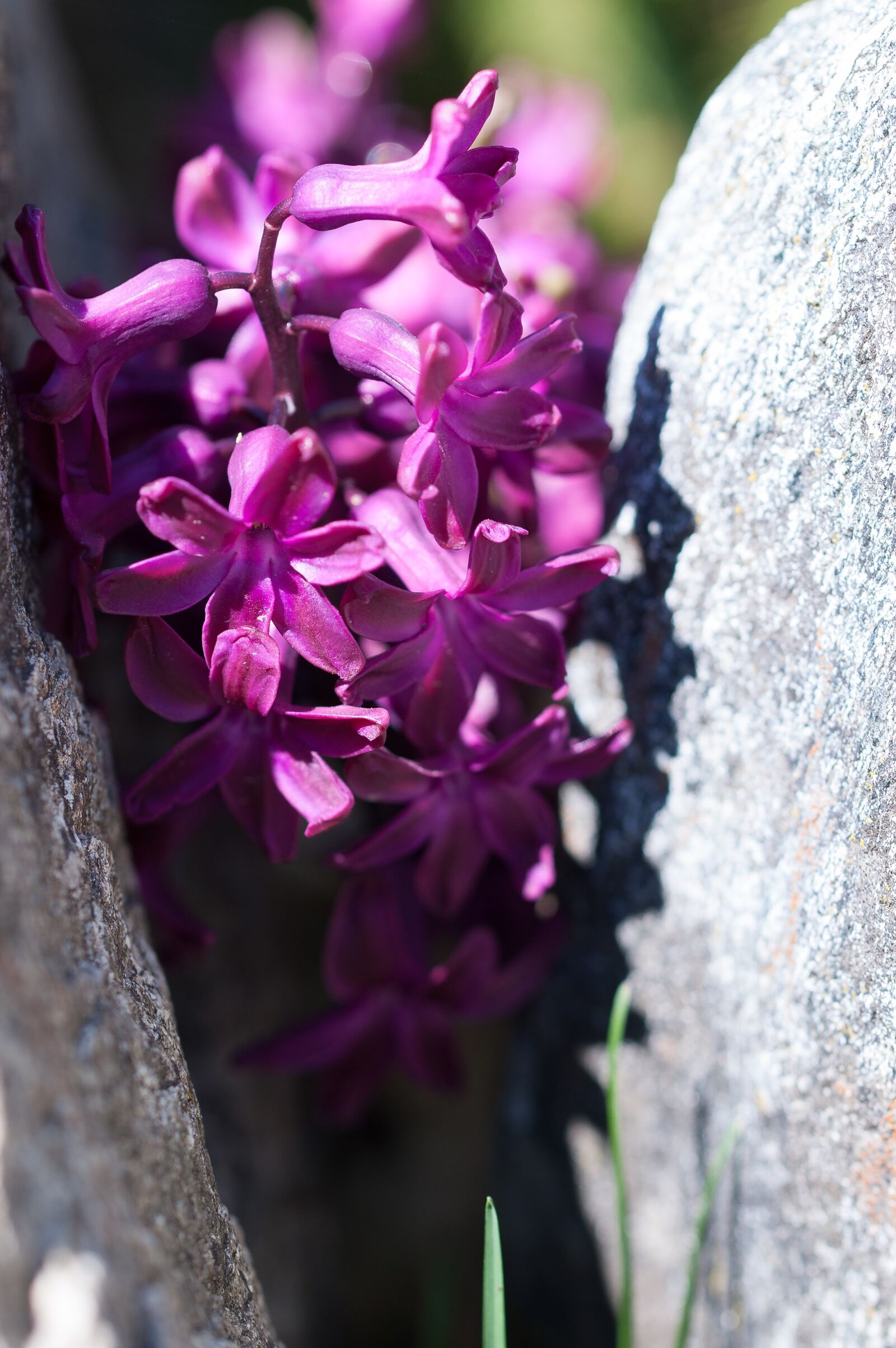 Nikon D90 sample photo. Hyacinth, flower, blossom photography