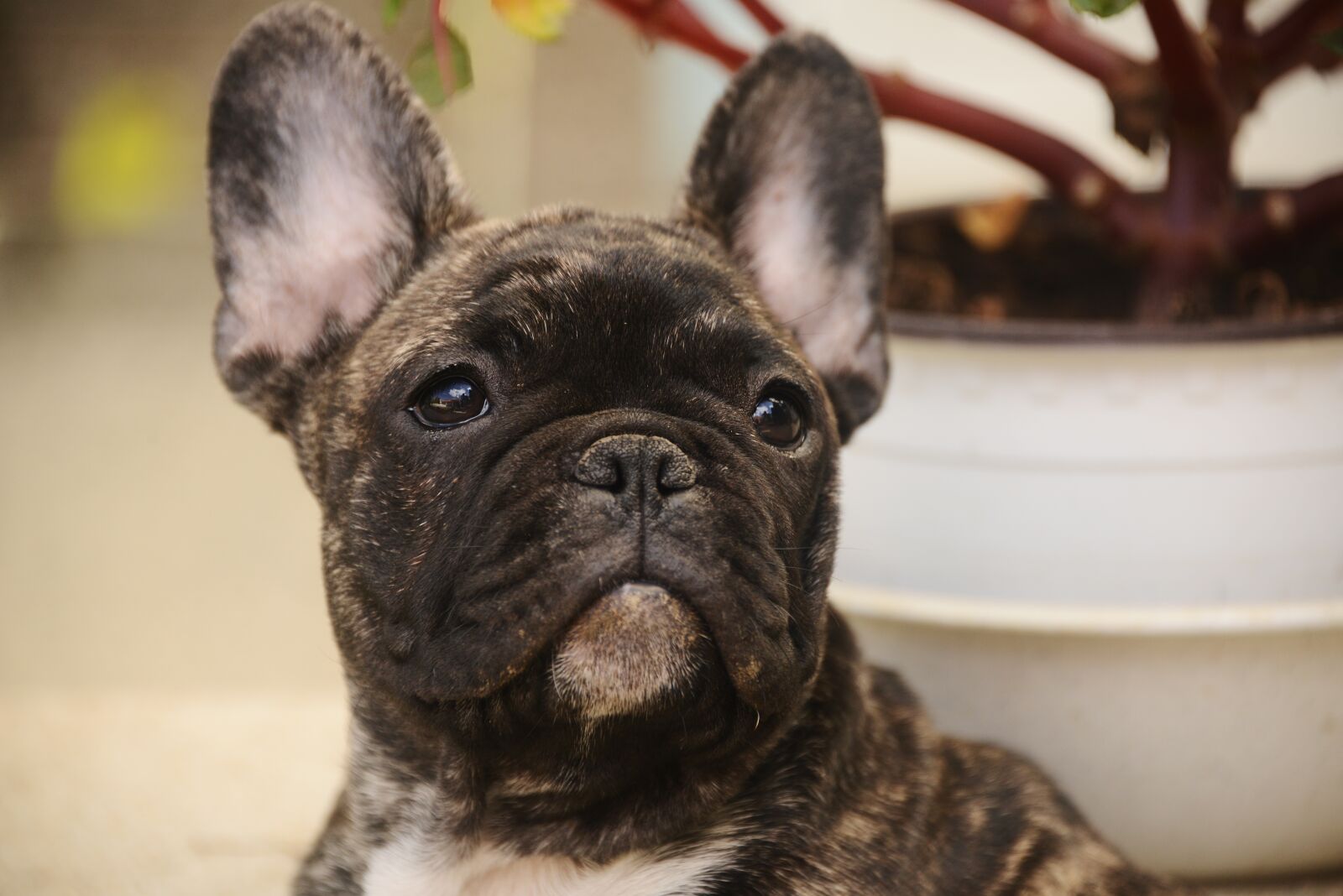 Nikon D800 sample photo. Cute, dog, pet photography