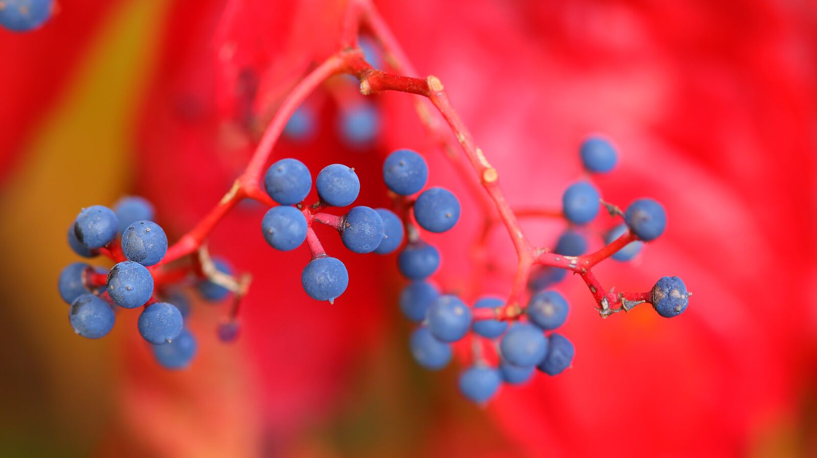 Canon EOS M50 (EOS Kiss M) sample photo. Red, leaves, fall foliage photography