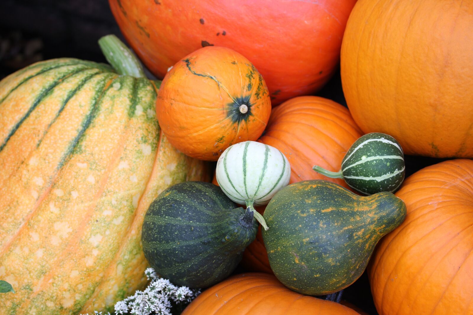 Canon EOS 60D sample photo. Pumpkin, autumn, vegetables photography