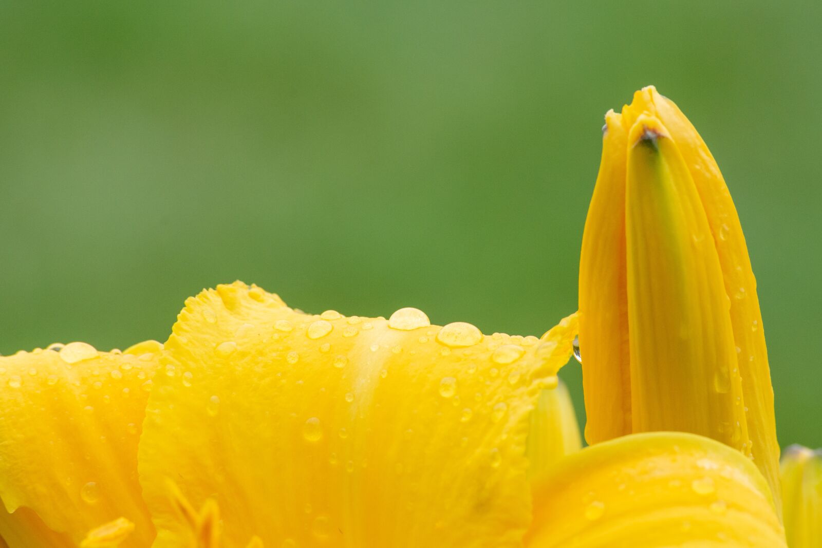 Nikon D7200 sample photo. Abstract, background, beauty photography