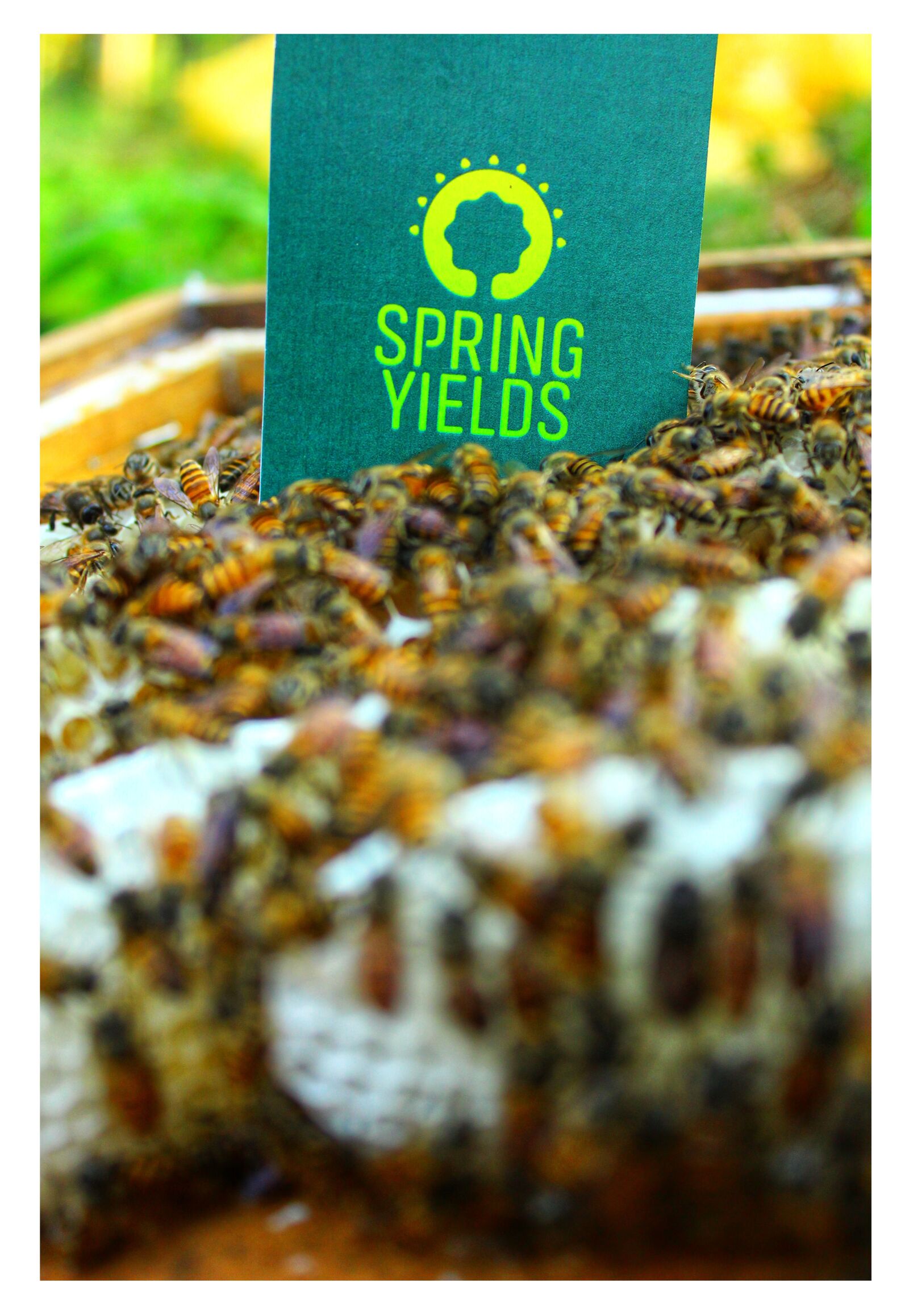 Canon EOS 700D (EOS Rebel T5i / EOS Kiss X7i) sample photo. Honey, beehive, honeybee photography