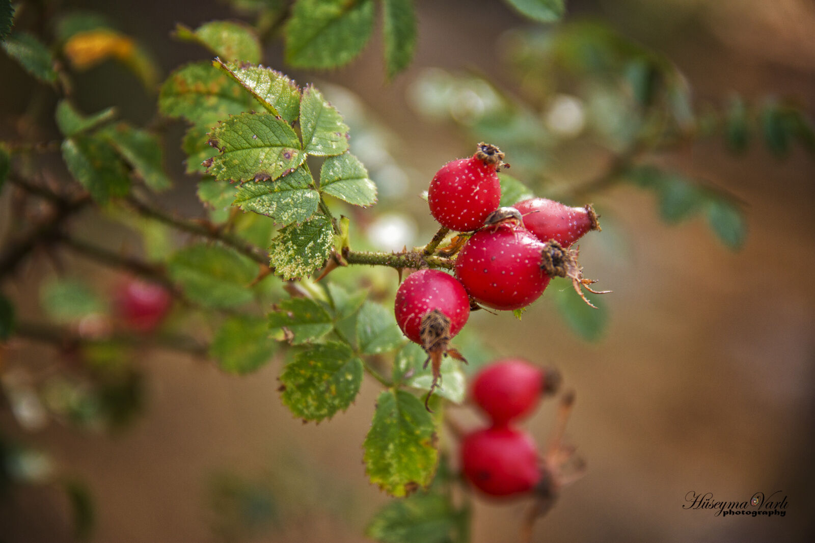 Canon EOS 60D sample photo. 60d, canon, feke, kusburnu photography