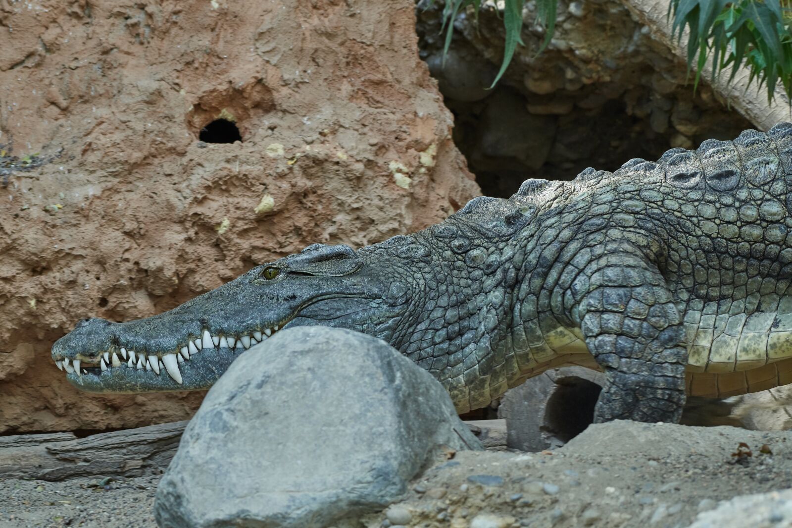 Nikon AF-S Nikkor 200-500mm F5.6E ED VR sample photo. Reptile, nature, animal photography