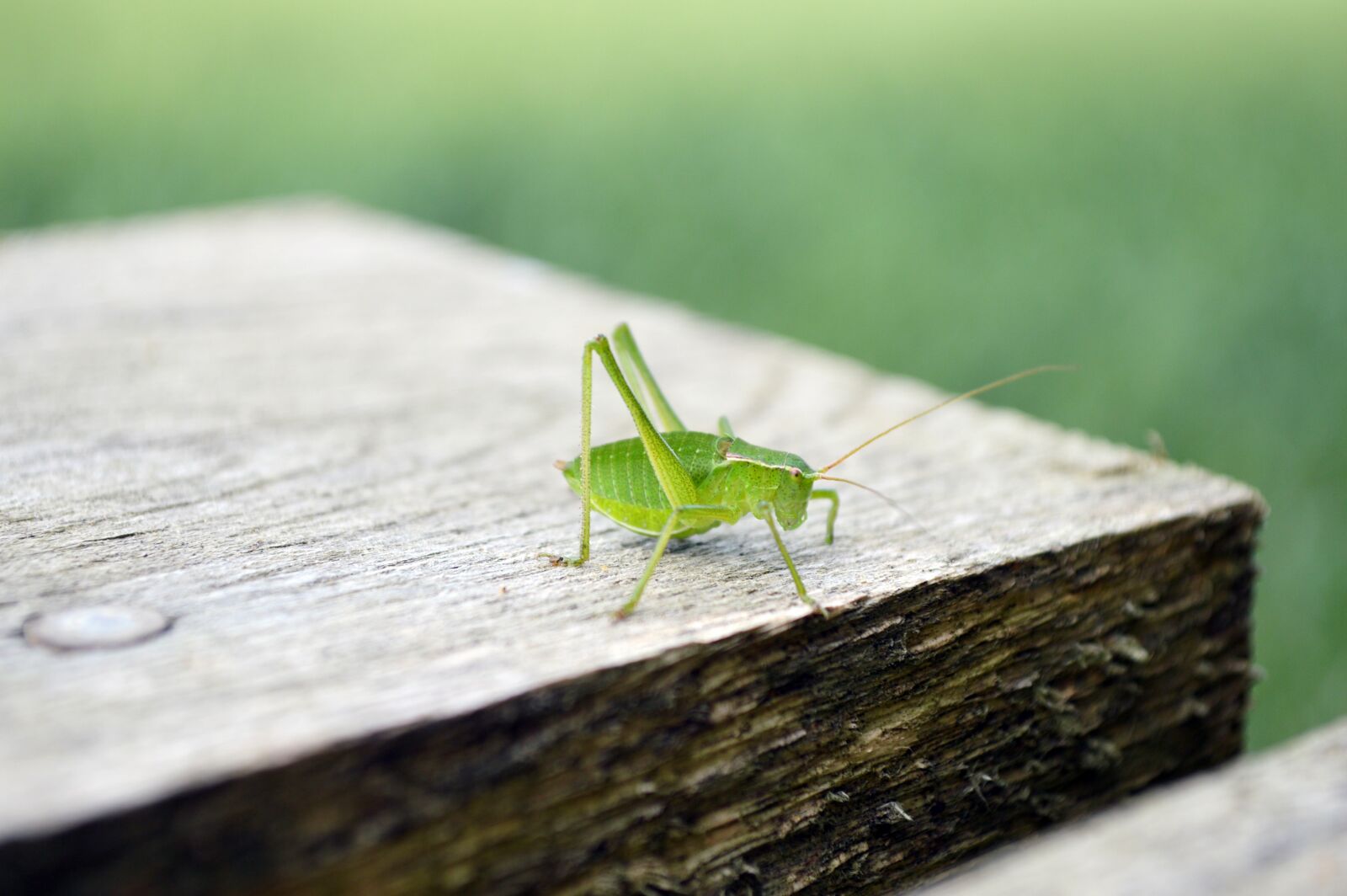 Nikon D3200 sample photo. Grasshopper, nature, insects photography