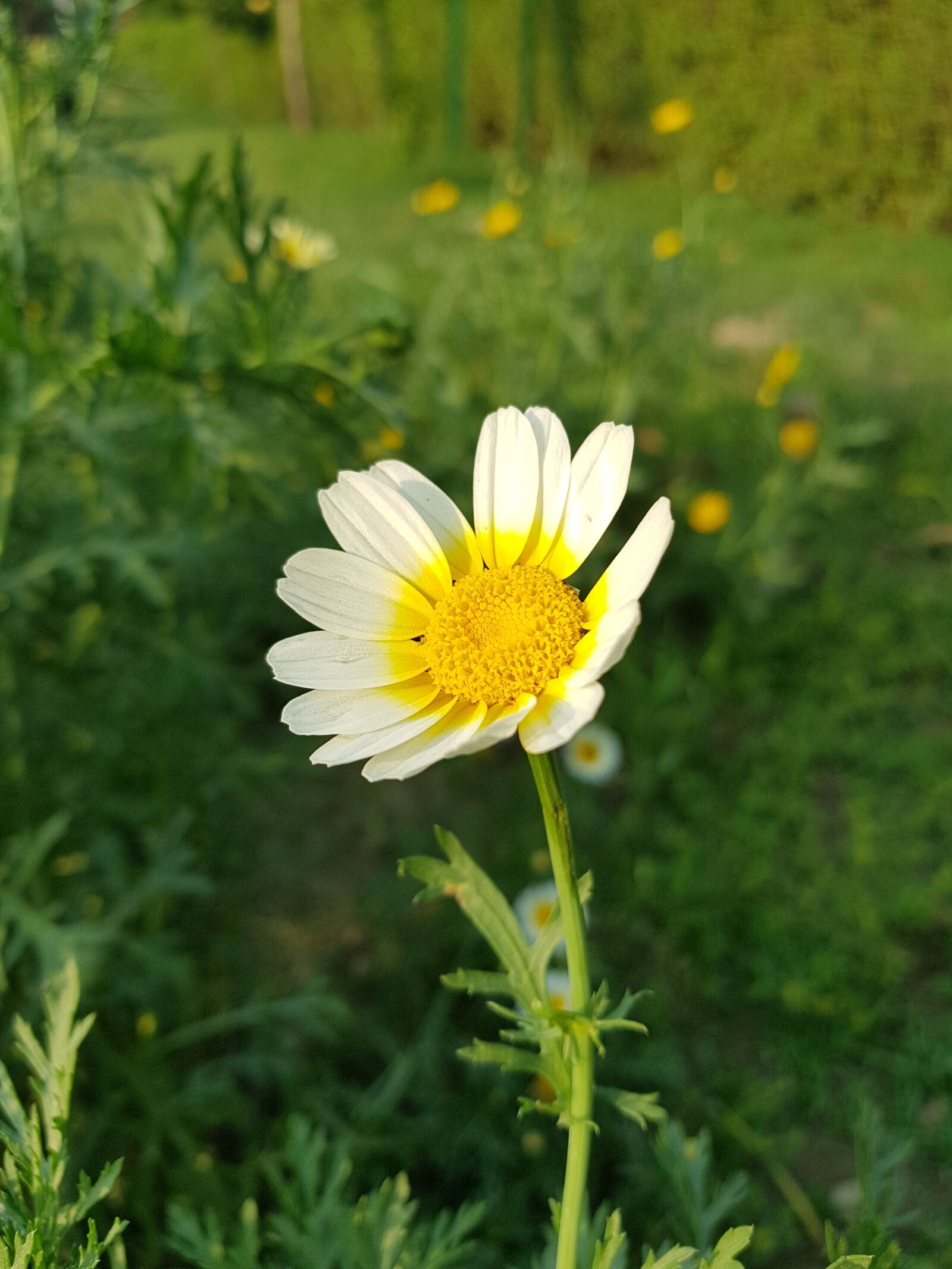 Samsung Galaxy S8+ sample photo. Flowers, agriculture, leafs photography
