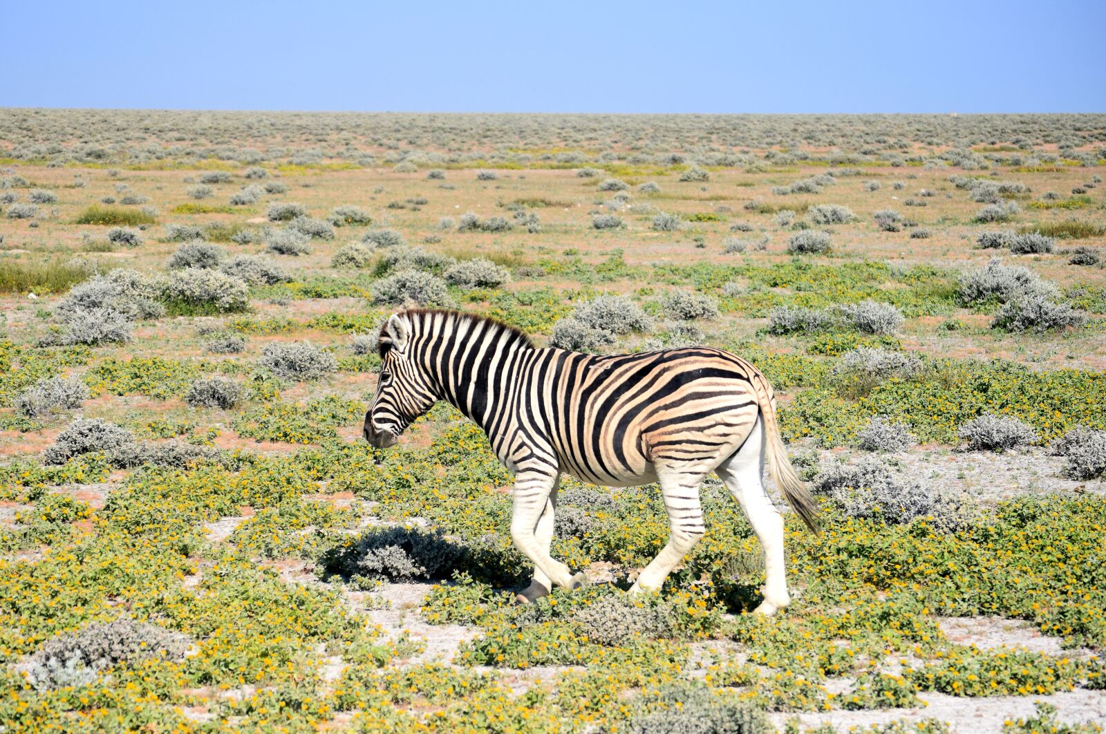 Nikon D5300 sample photo. Zebra, etosha, namibia photography
