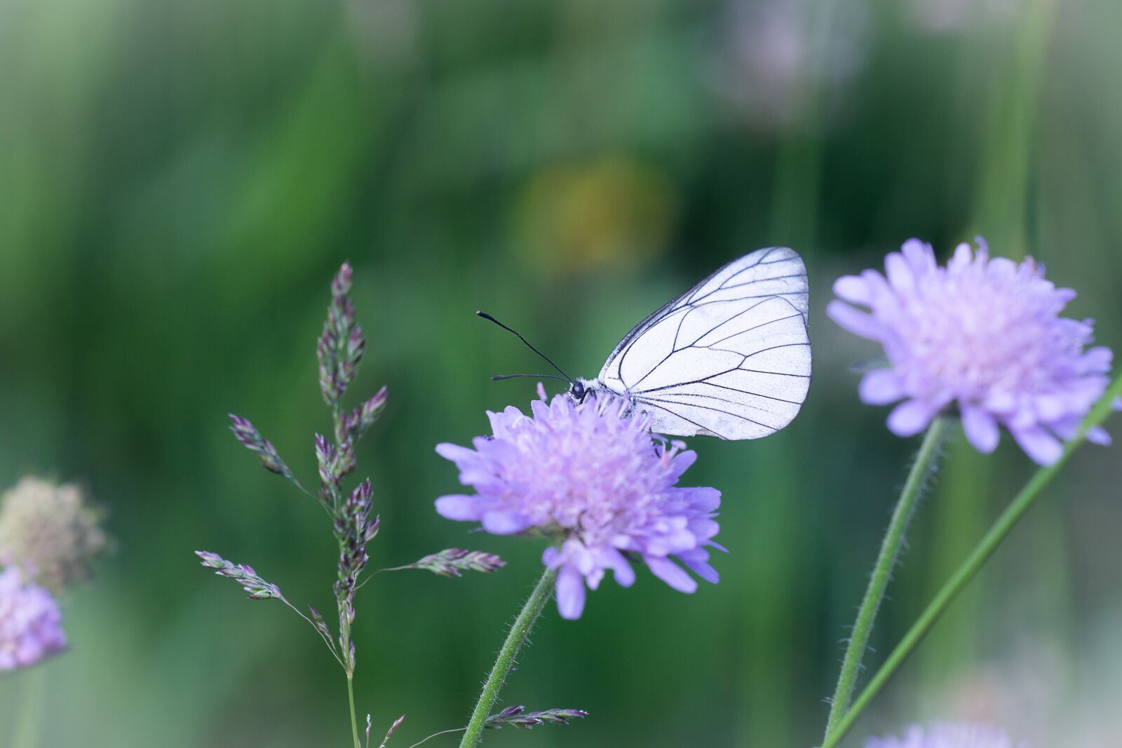 Nikon D7100 sample photo. Butterfly, white, white butterfly photography