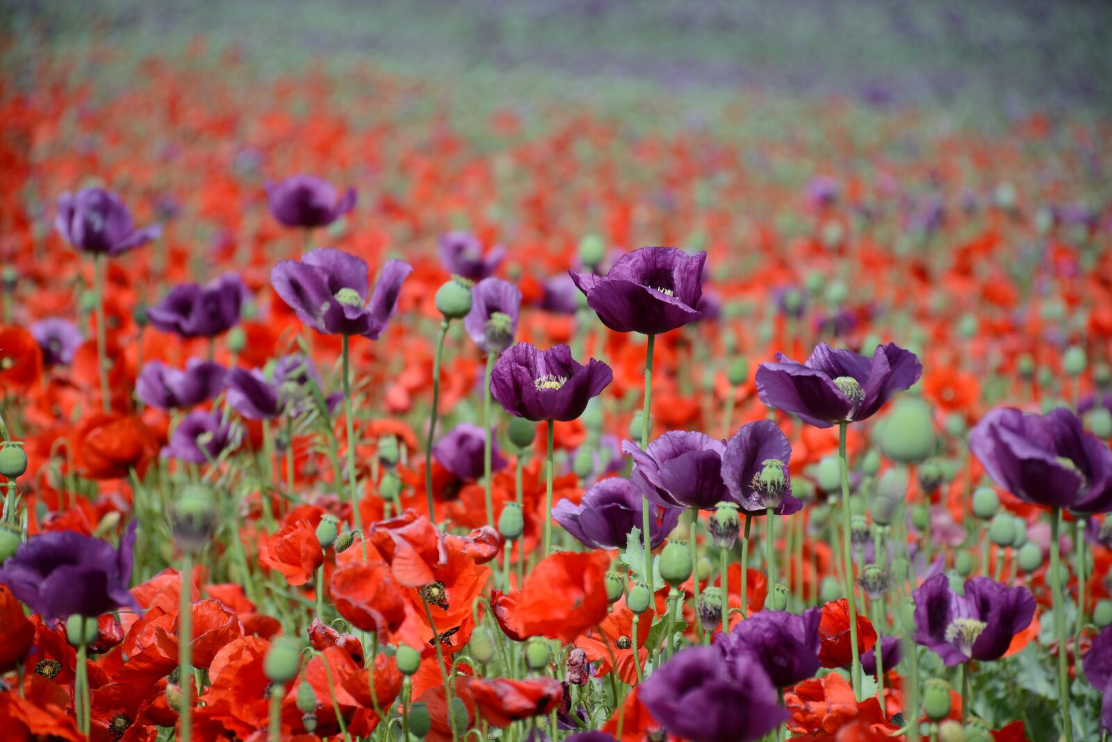 Nikon D7100 sample photo. Poppy, flower, field photography