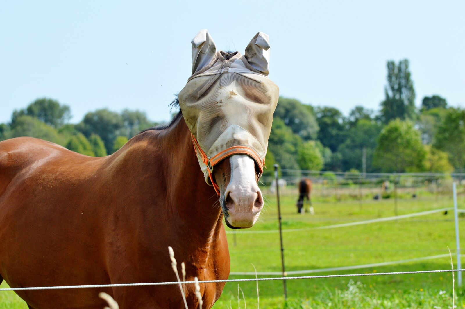 Nikon D3200 sample photo. Horse, flying hat, fly photography