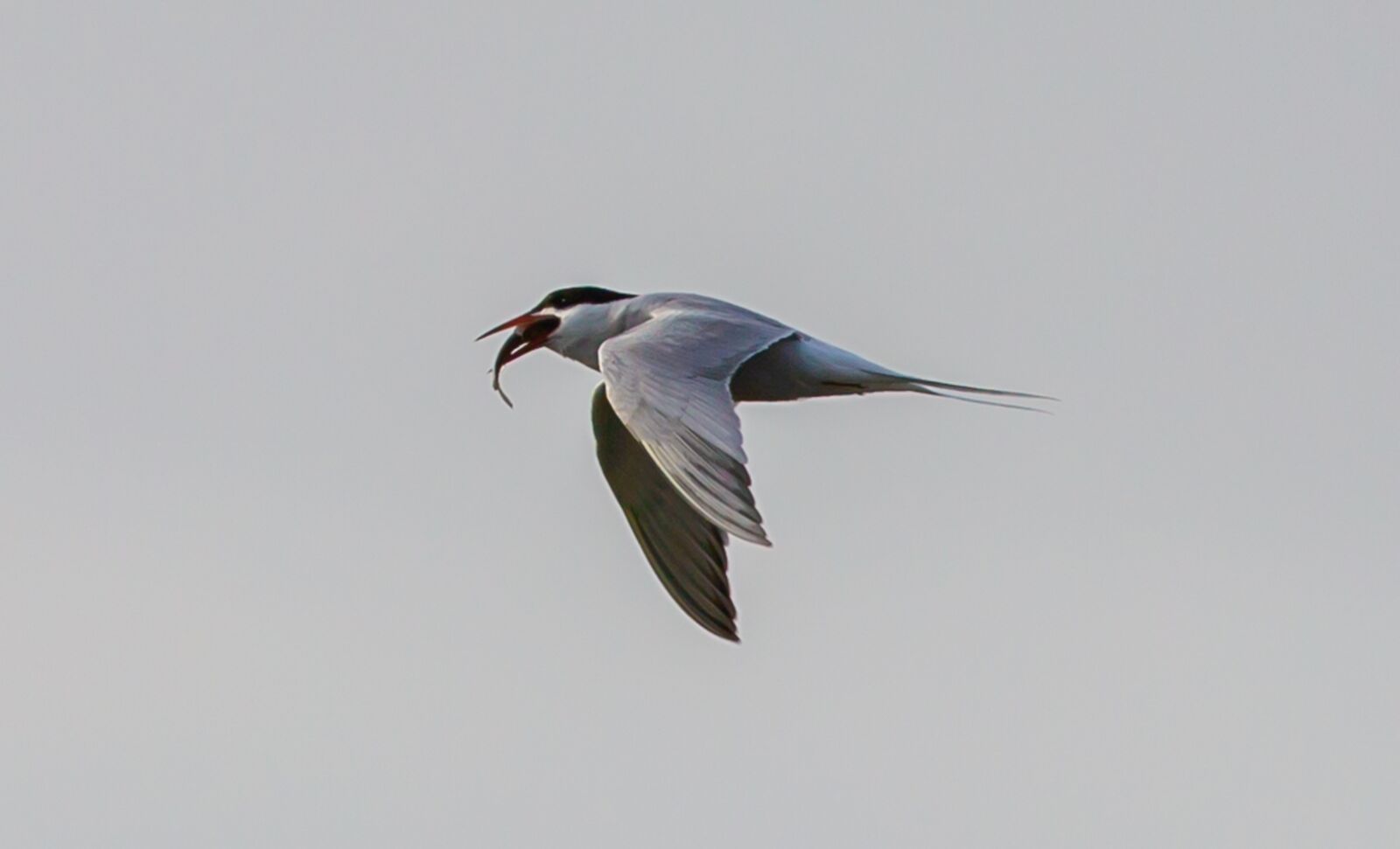 Canon EOS 5D Mark III sample photo. Common tern, tern, sea photography