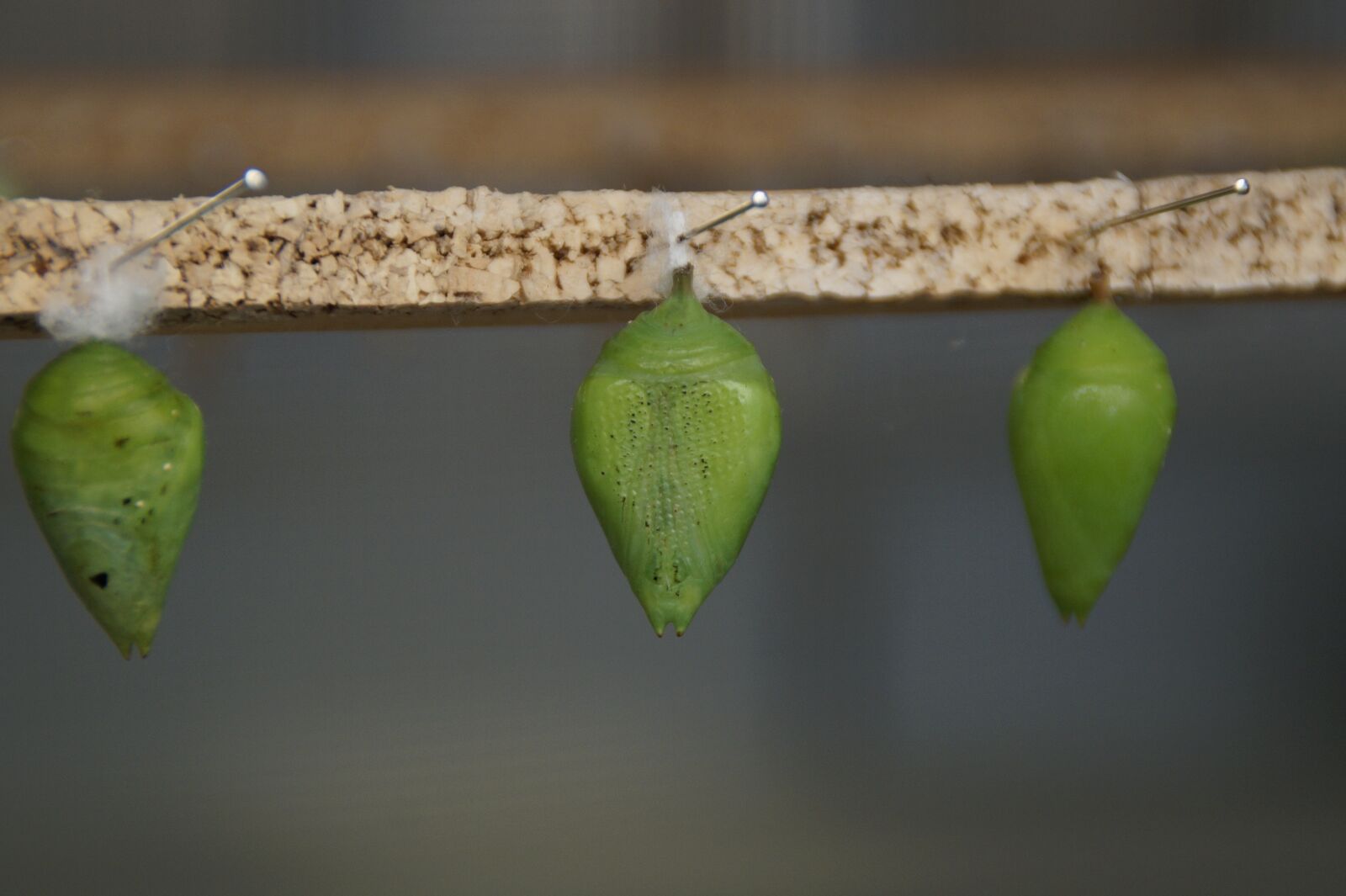 Sony SLT-A58 sample photo. Dolls, cocoon, butterfly photography