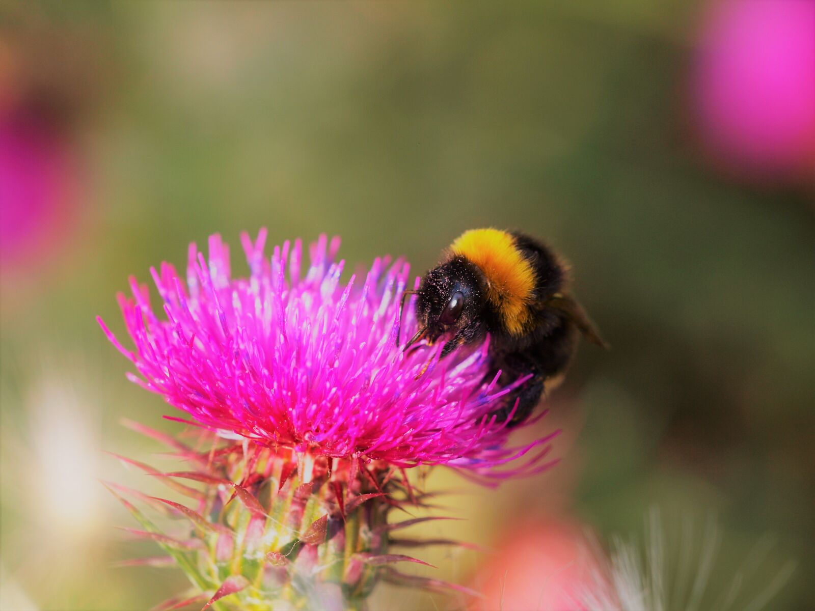 Olympus E-420 (EVOLT E-420) sample photo. Hummel, insect, blossom photography