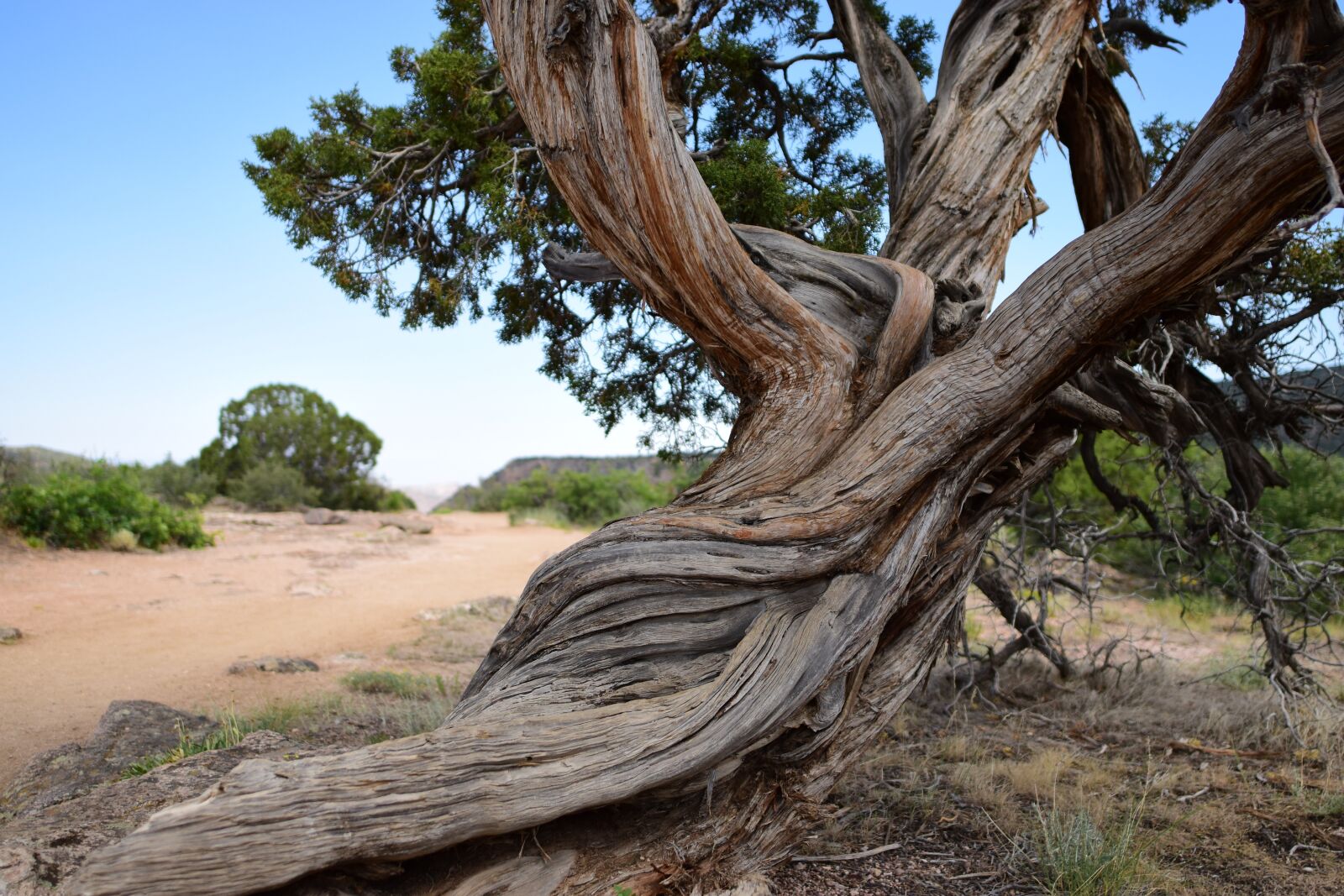 Nikon D5500 sample photo. Nature, tree, landscape photography