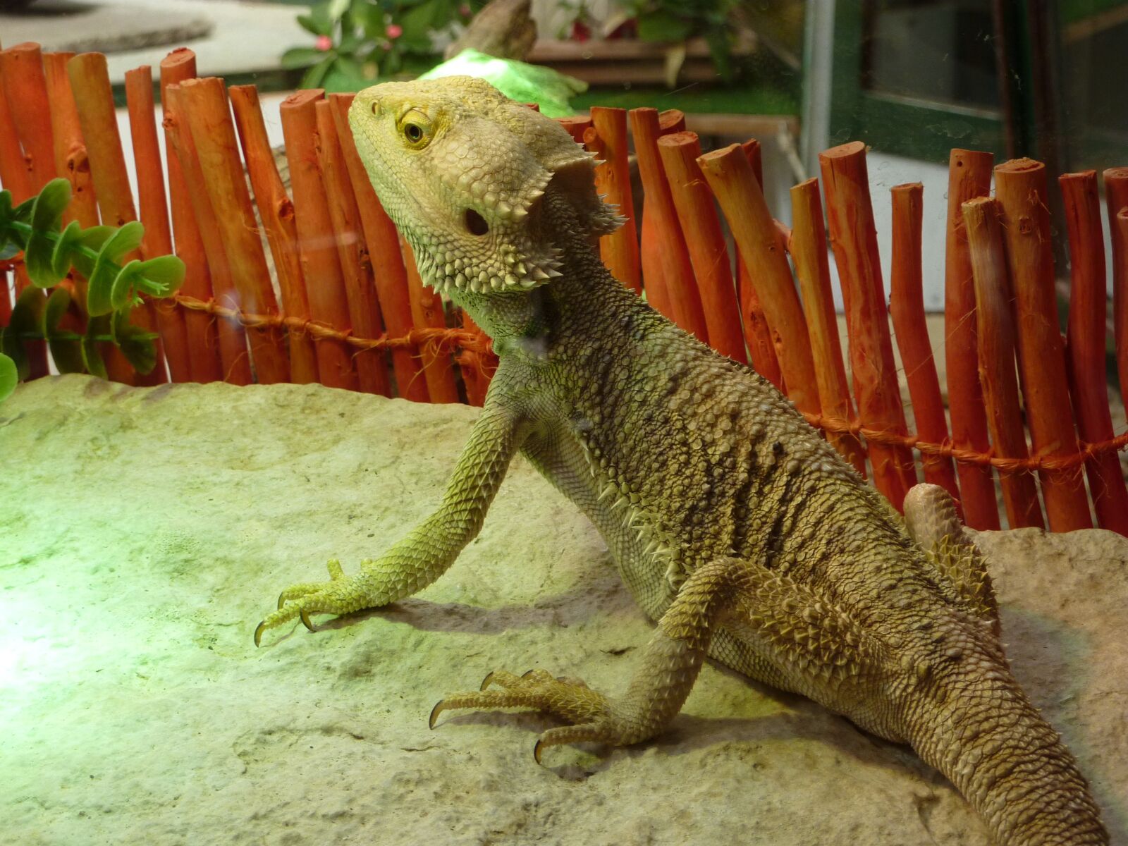 Panasonic Lumix DMC-ZS1 (Lumix DMC-TZ6) sample photo. Reptile, nature, picture photography