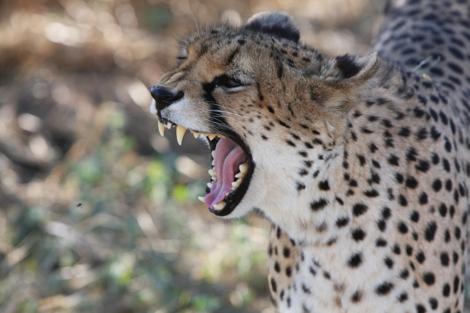 Canon EOS 40D sample photo. Cheetah, namibia, wild photography
