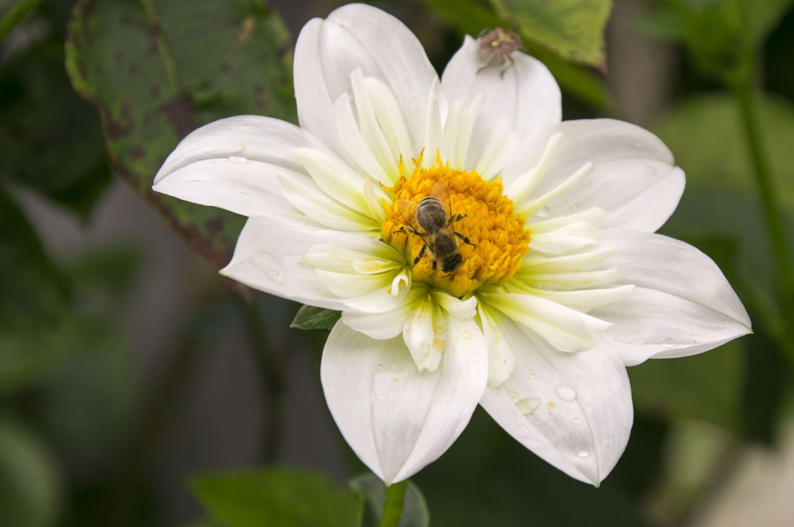 Nikon D3300 sample photo. Flower, white, close up photography